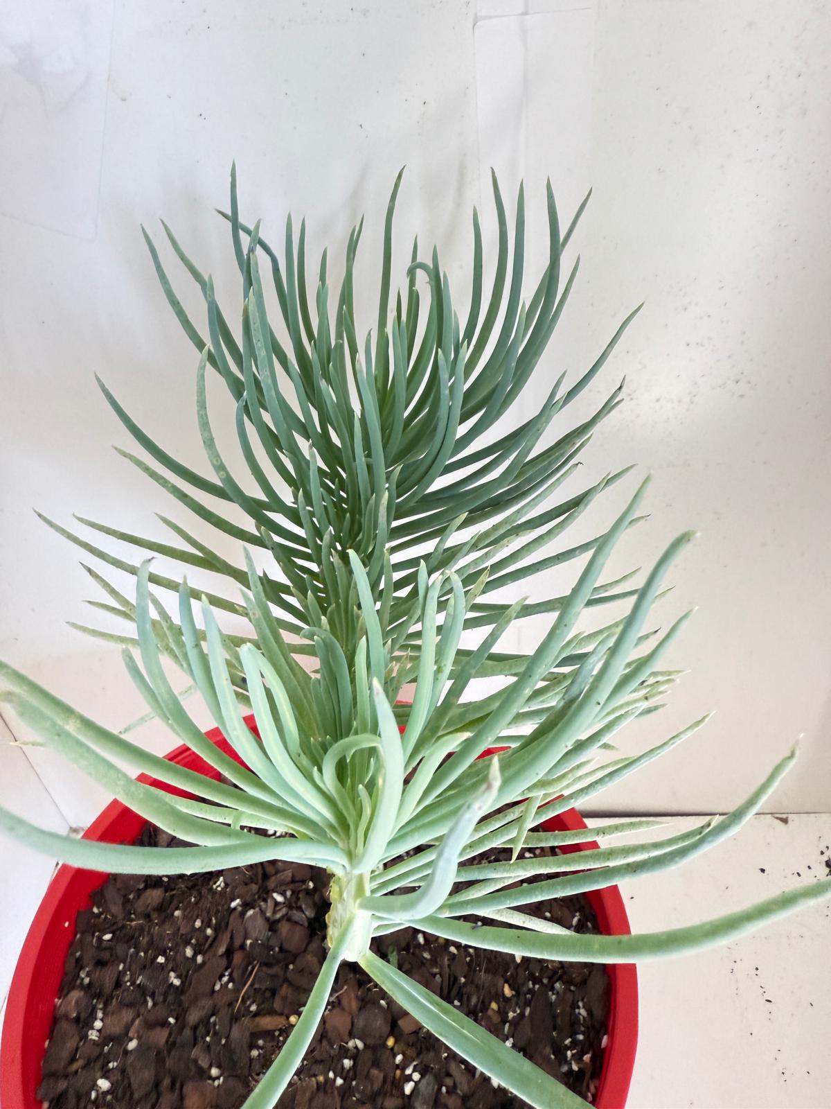 Mermaid Tail : Crested Senecio Talinoides - Narrow Leaf Chalk Stick #901