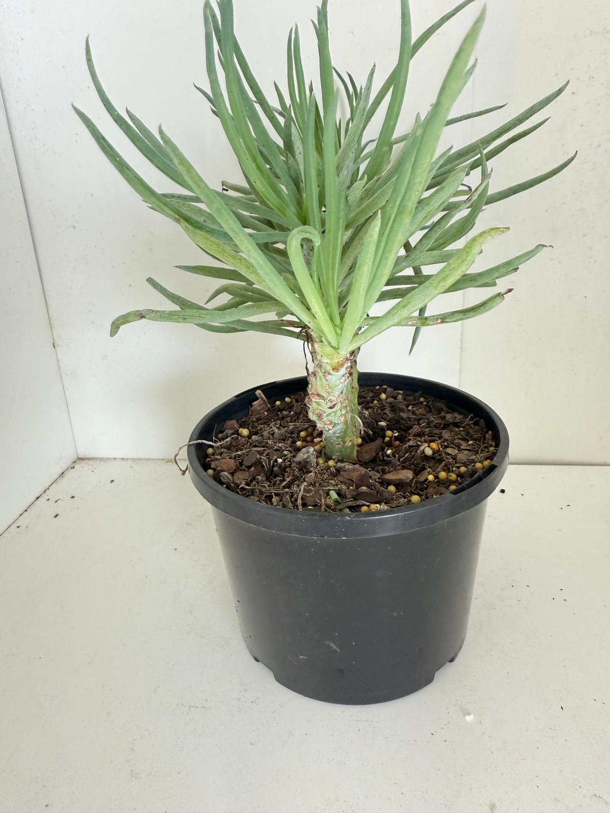 Mermaid Tail : Crested Senecio Talinoides - Narrow Leaf Chalk Stick #902