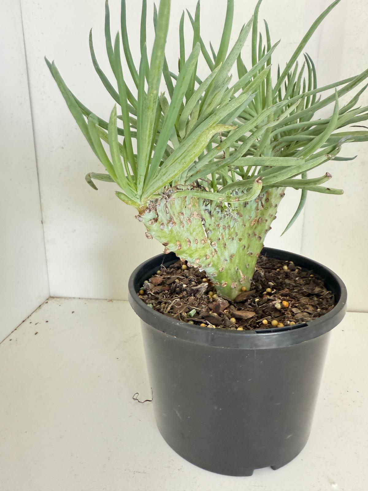 Mermaid Tail : Crested Senecio Talinoides - Narrow Leaf Chalk Stick #902