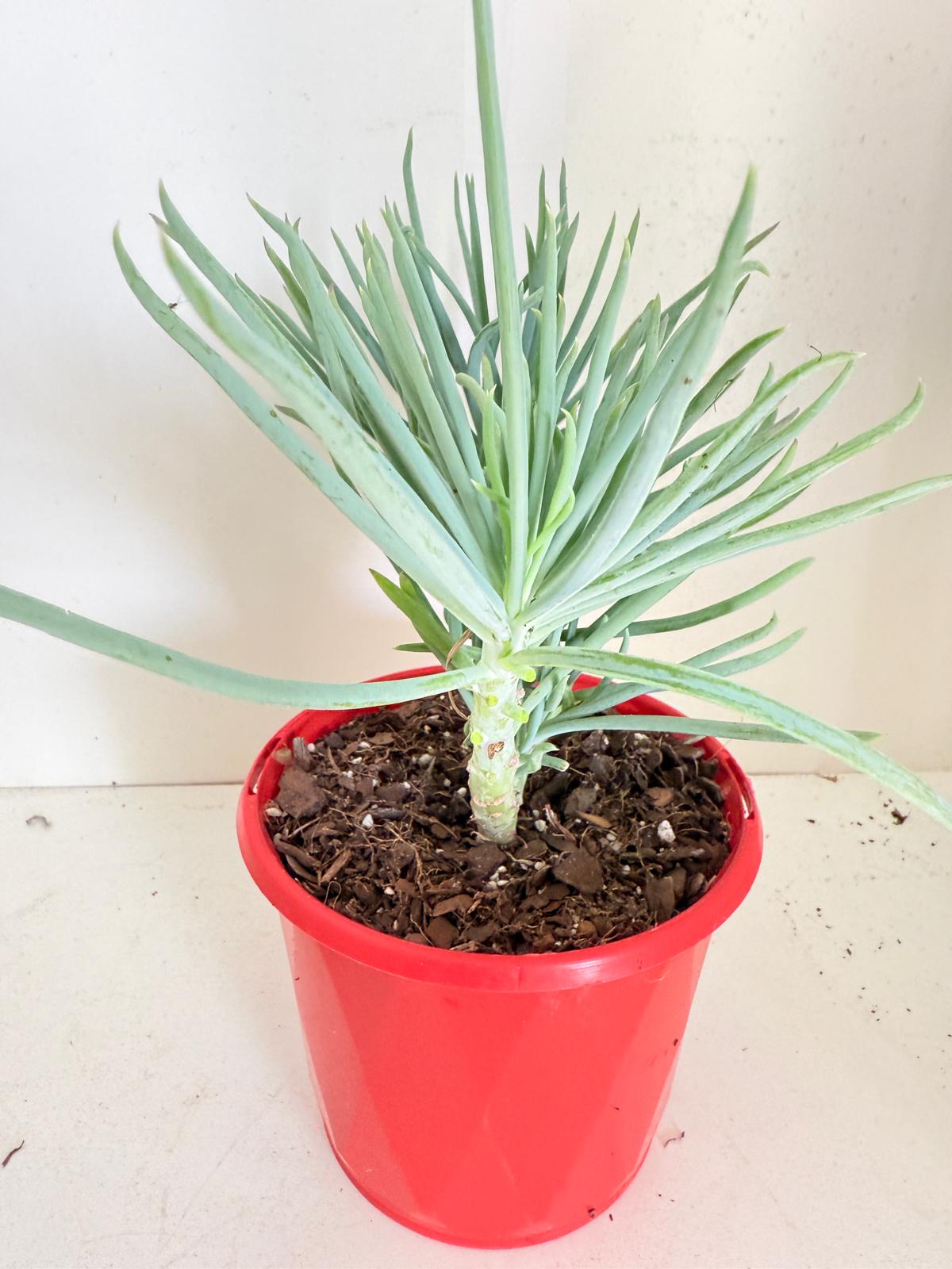 Mermaid Tail : Crested Senecio Talinoides - Narrow Leaf Chalk Stick #904