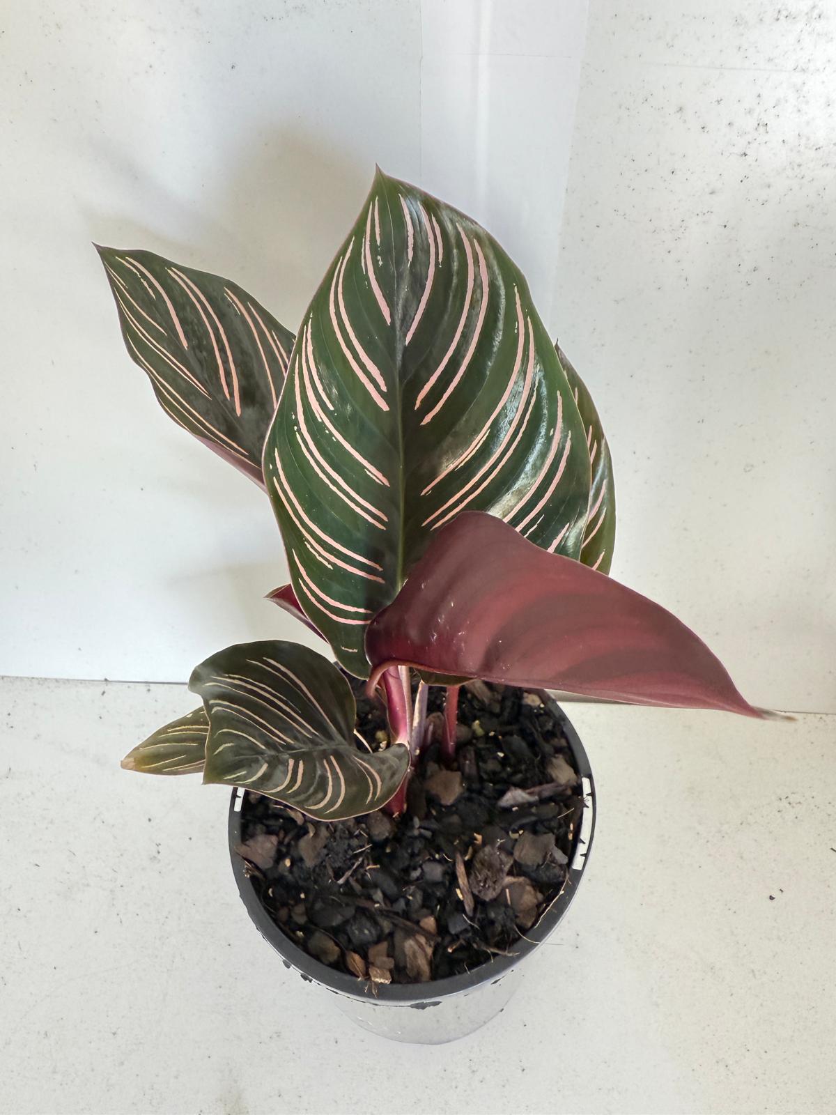 Calathea Ornata