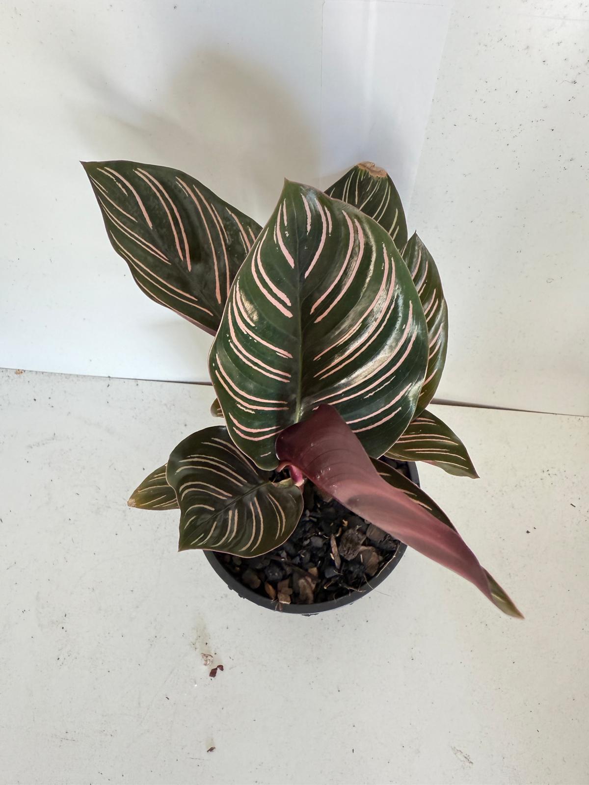 Calathea Ornata