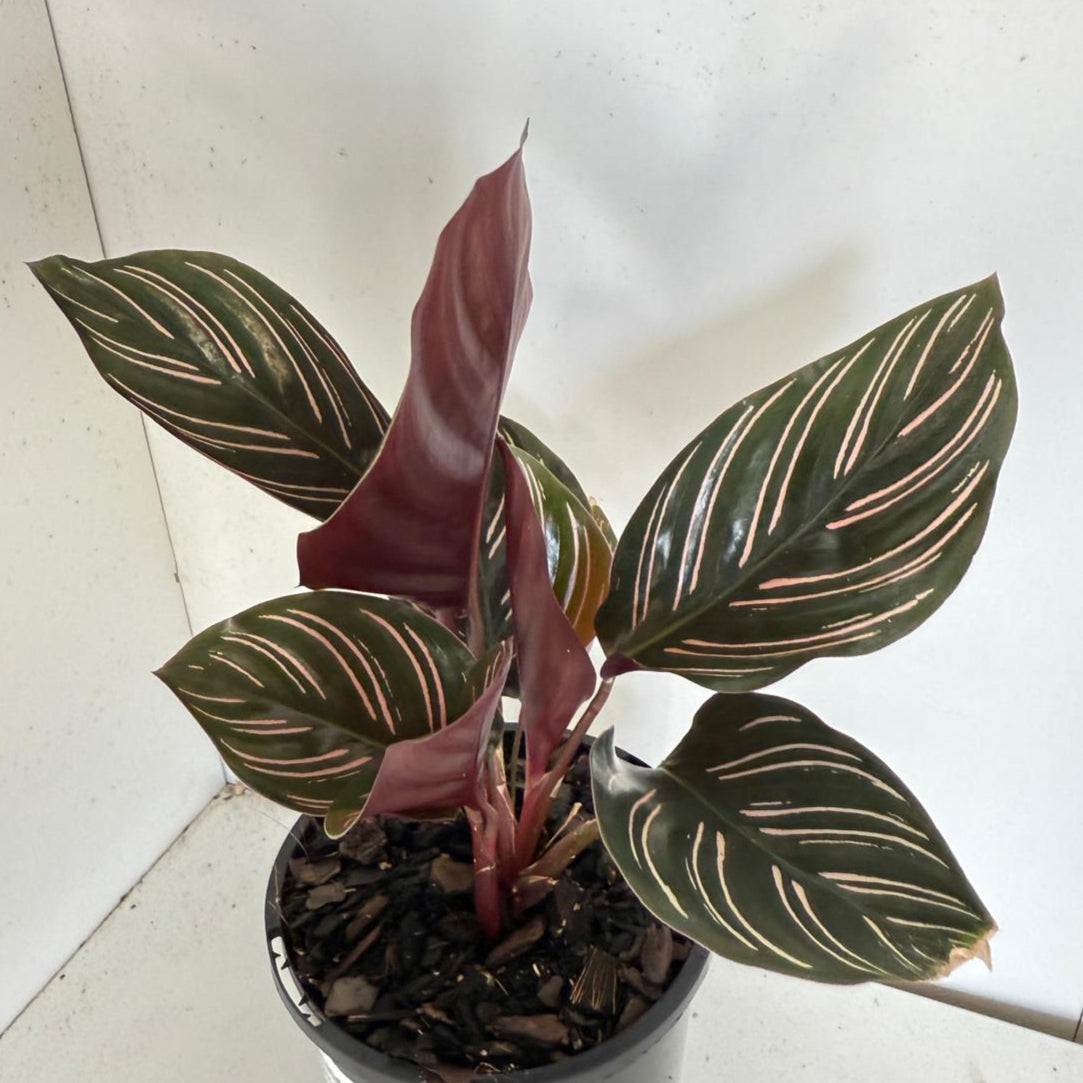 Calathea Ornata