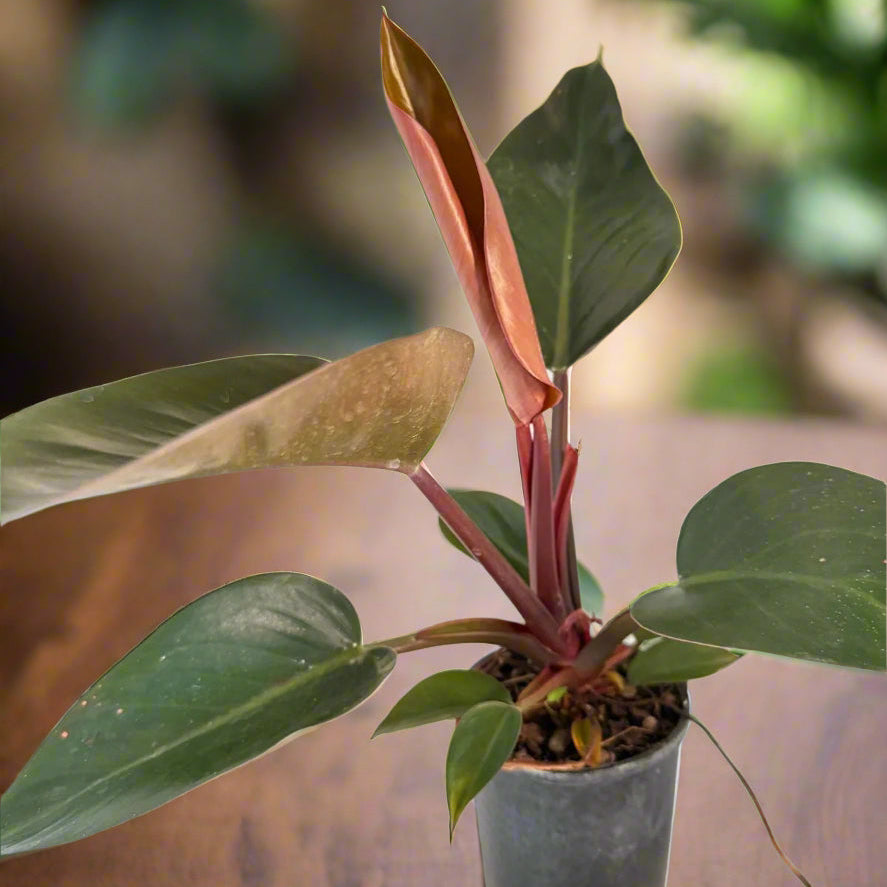 Philodendron Rojo Congo 150mm