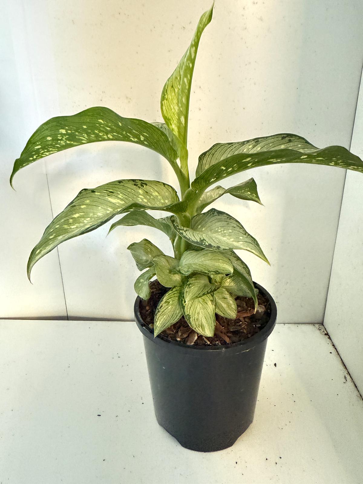 Dieffenbachia Tropical Tiki