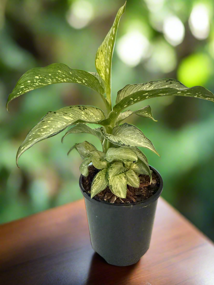 Dieffenbachia Tropical Tiki