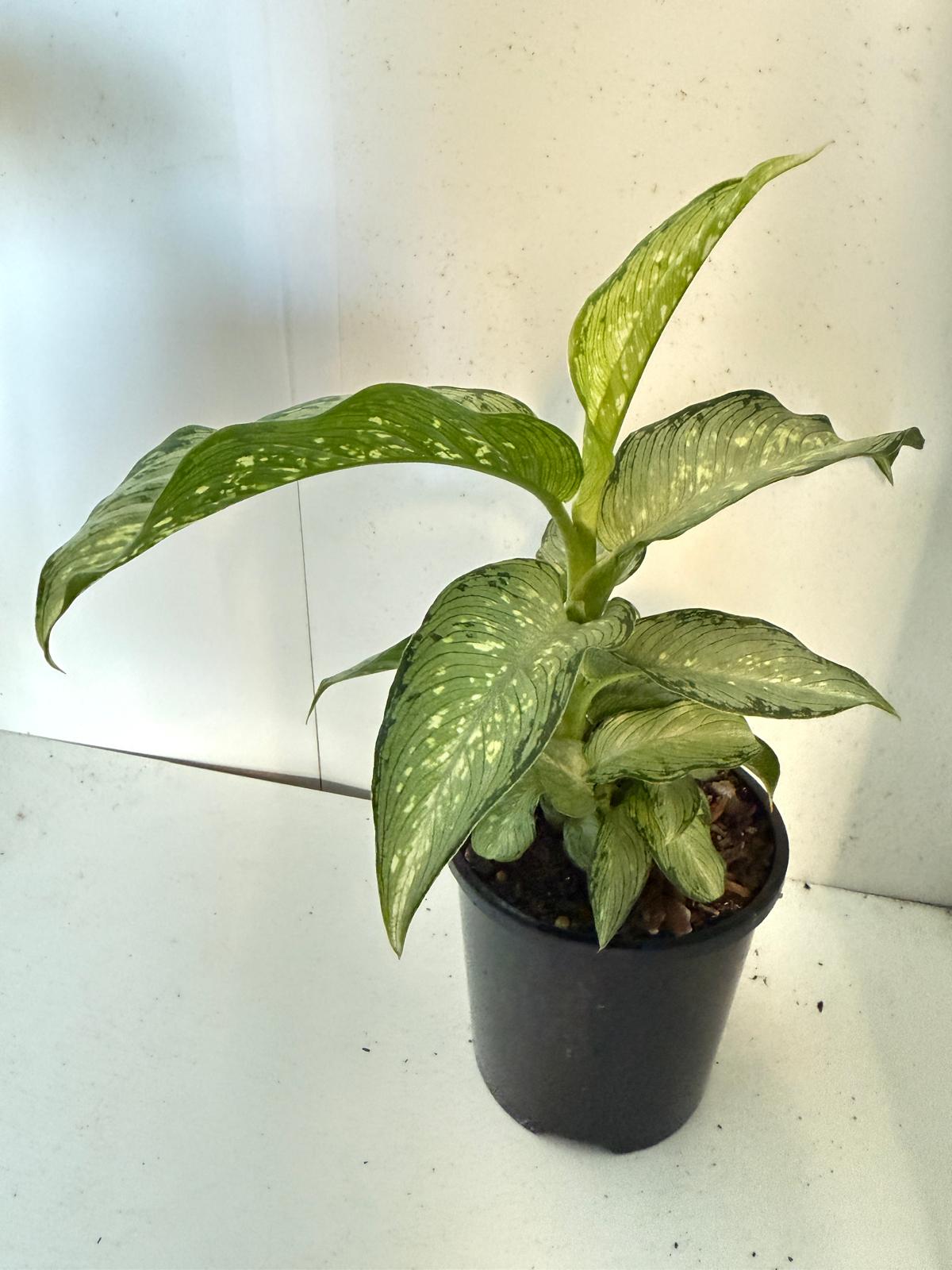 Dieffenbachia Tropical Tiki