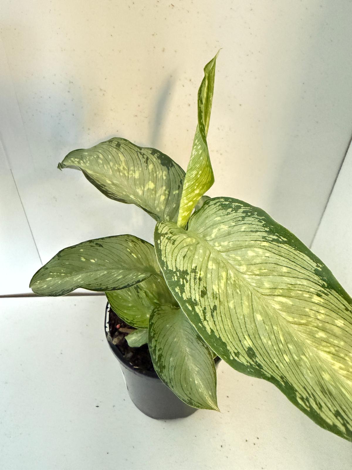 Dieffenbachia Tropical Tiki