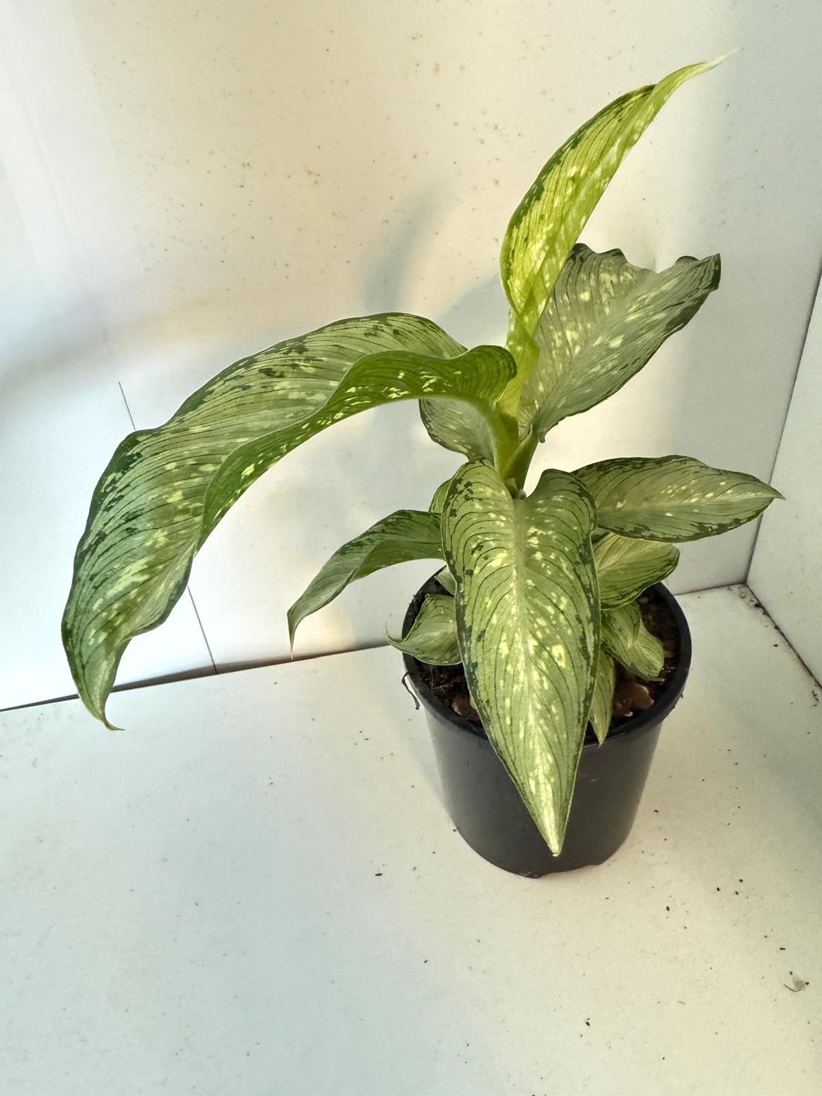 Dieffenbachia Tropical Tiki