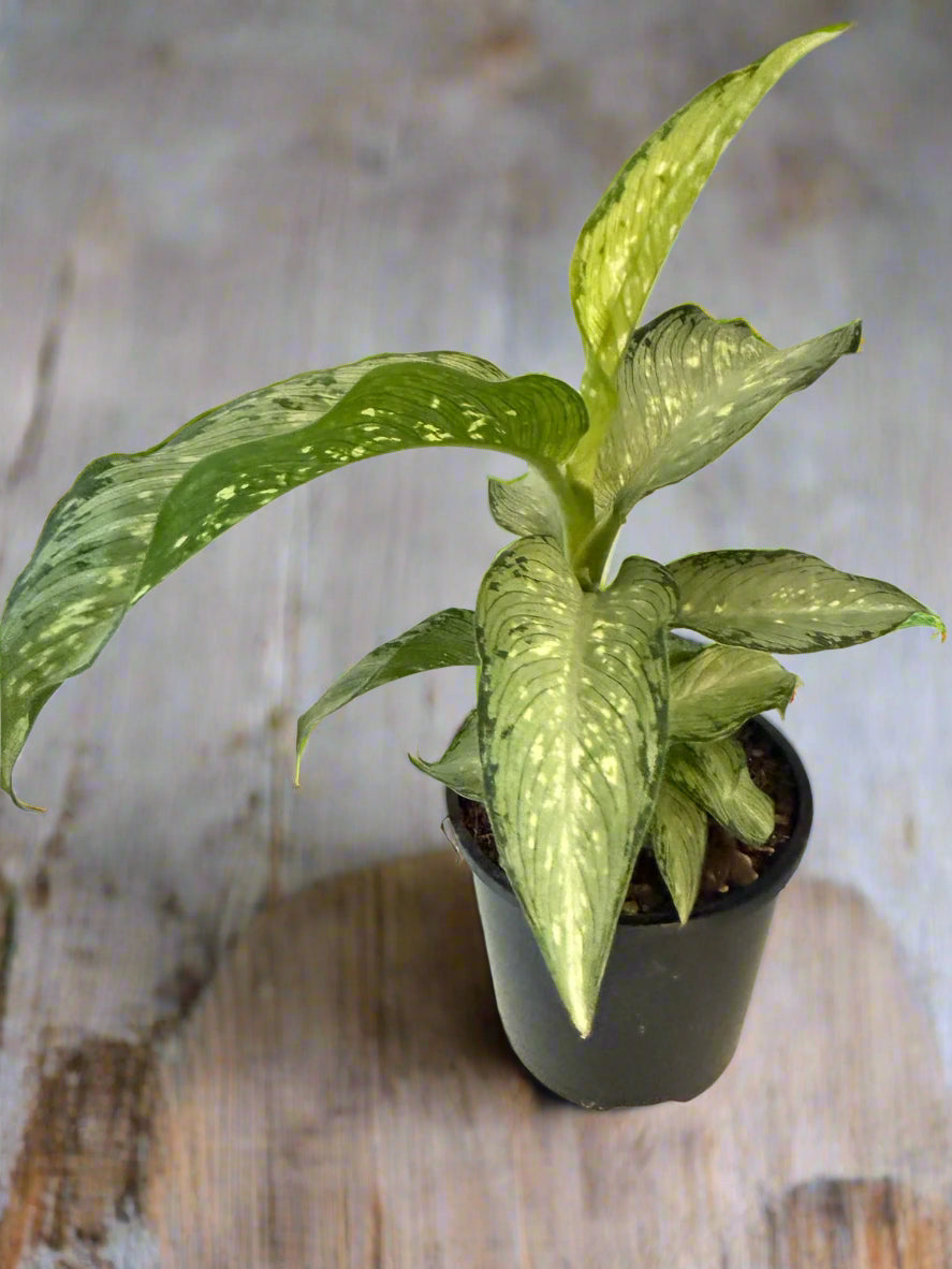 Dieffenbachia Tropical Tiki
