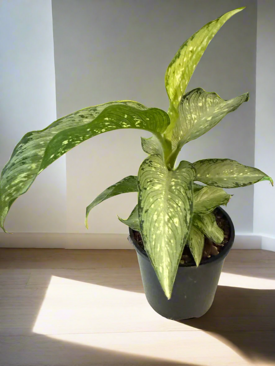 Dieffenbachia Tropical Tiki