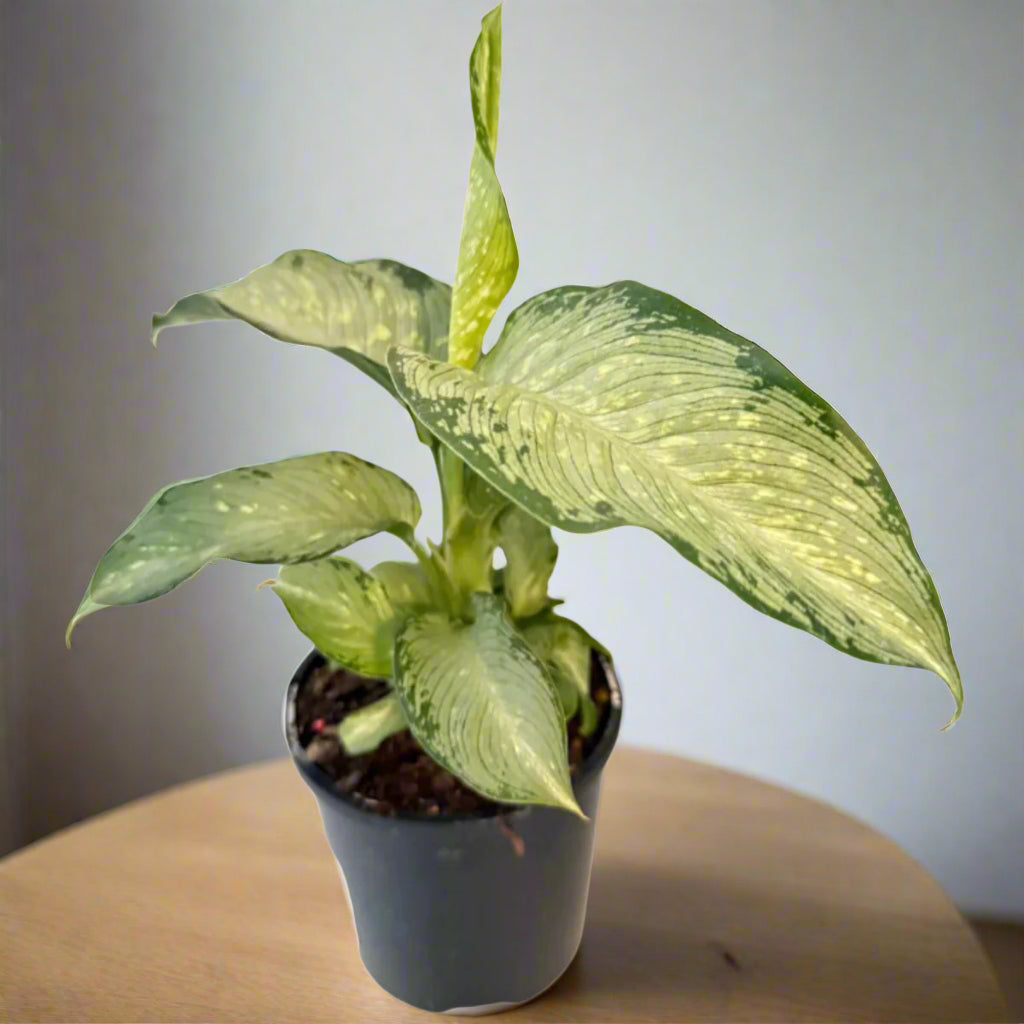 tropical tiki dieffenbachia Dieffenbachia Tropical Tiki