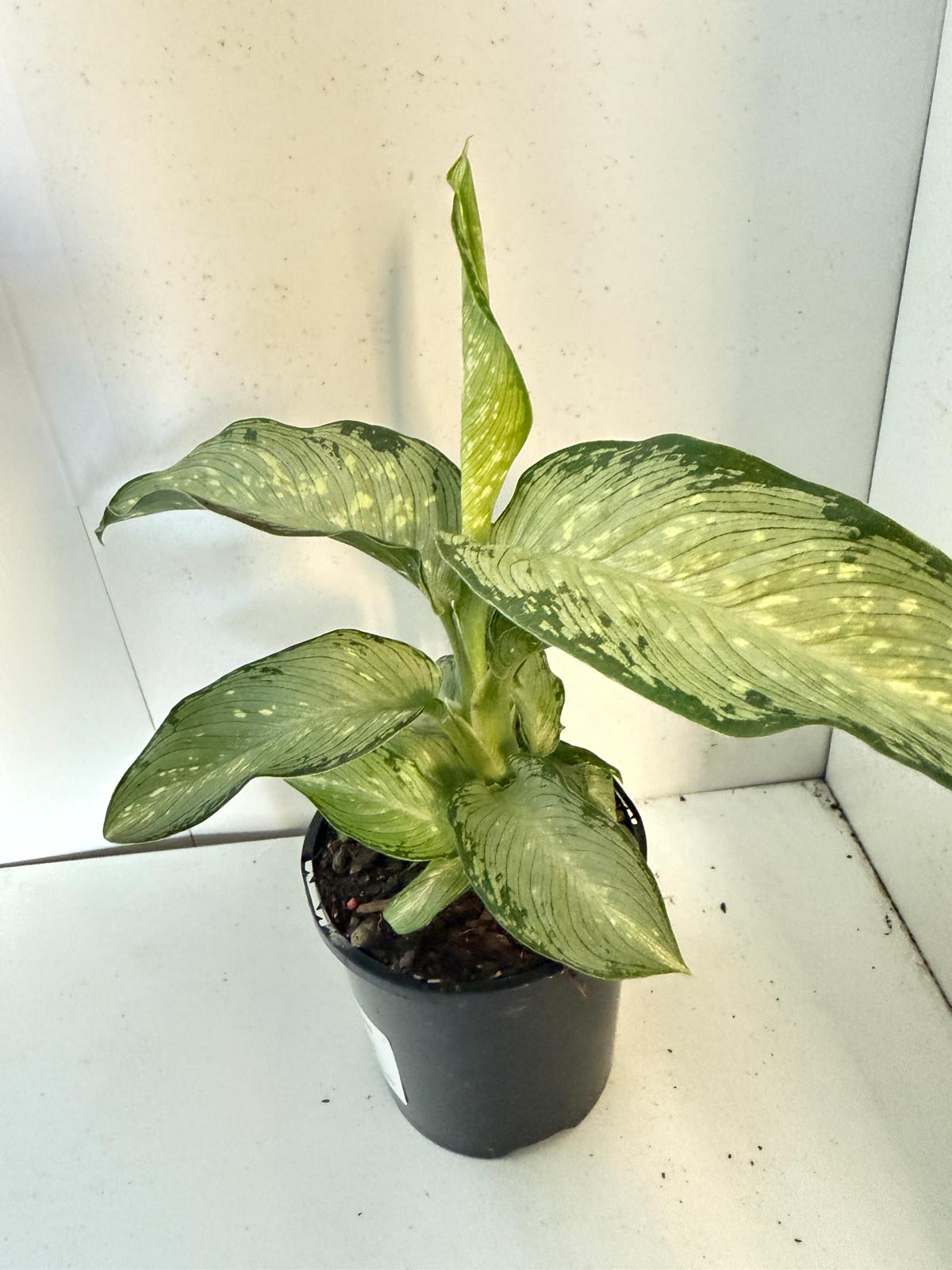 Dieffenbachia Tropical Tiki