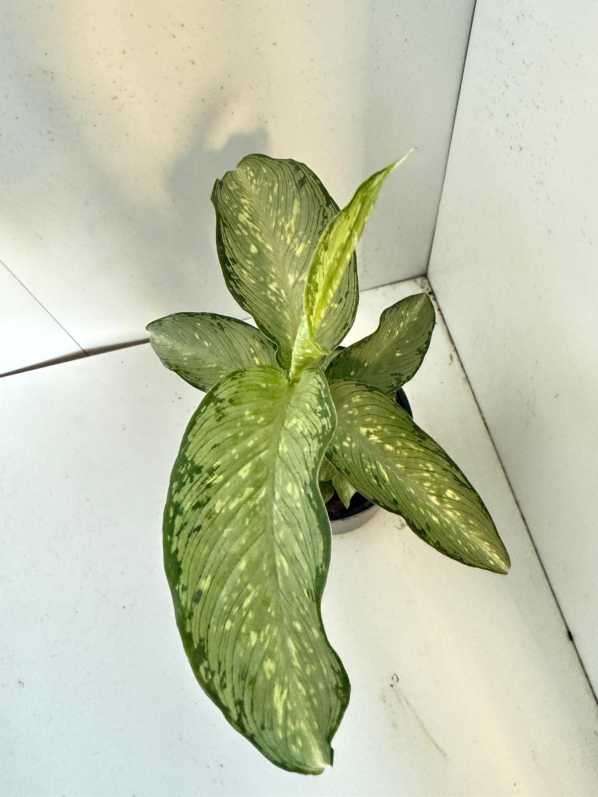 Dieffenbachia Tropical Tiki