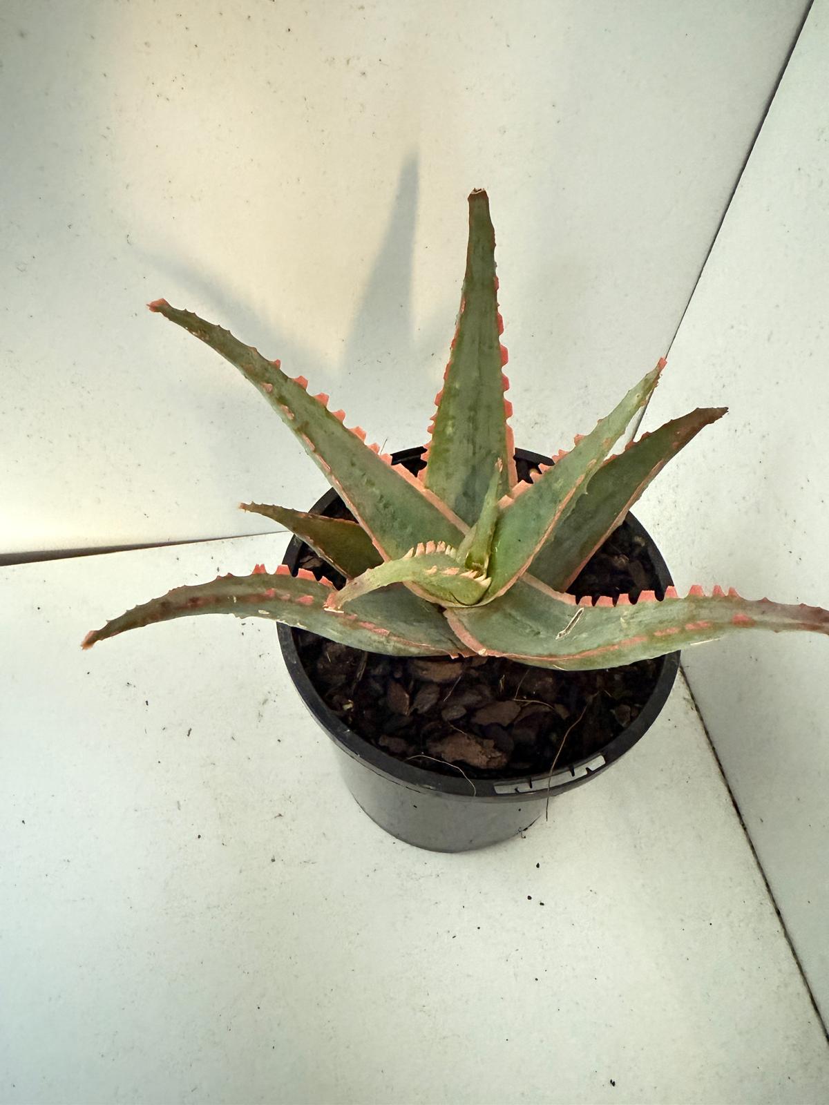 Aloe Orange Glow-130mm