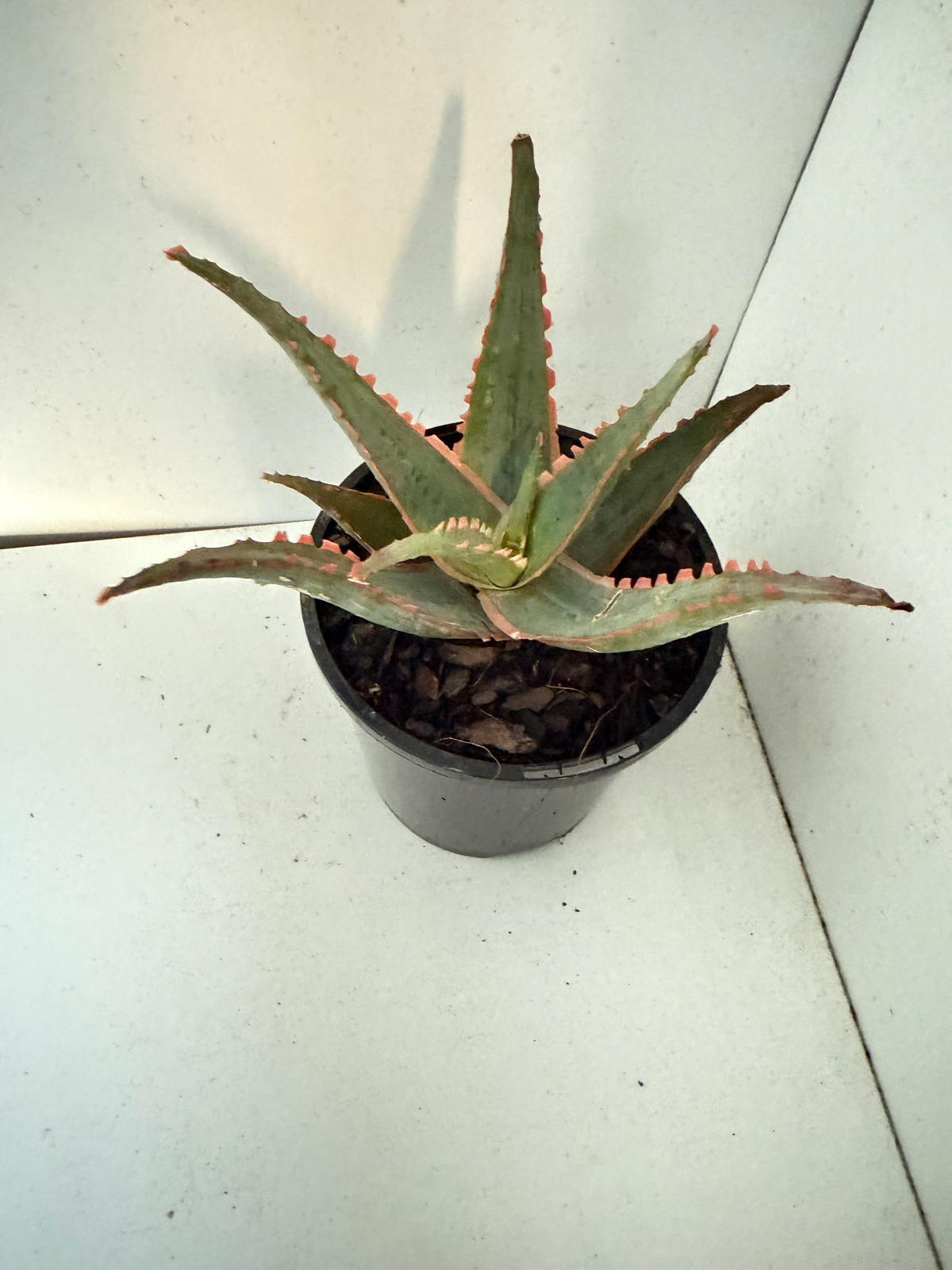 Aloe Orange Glow-130mm