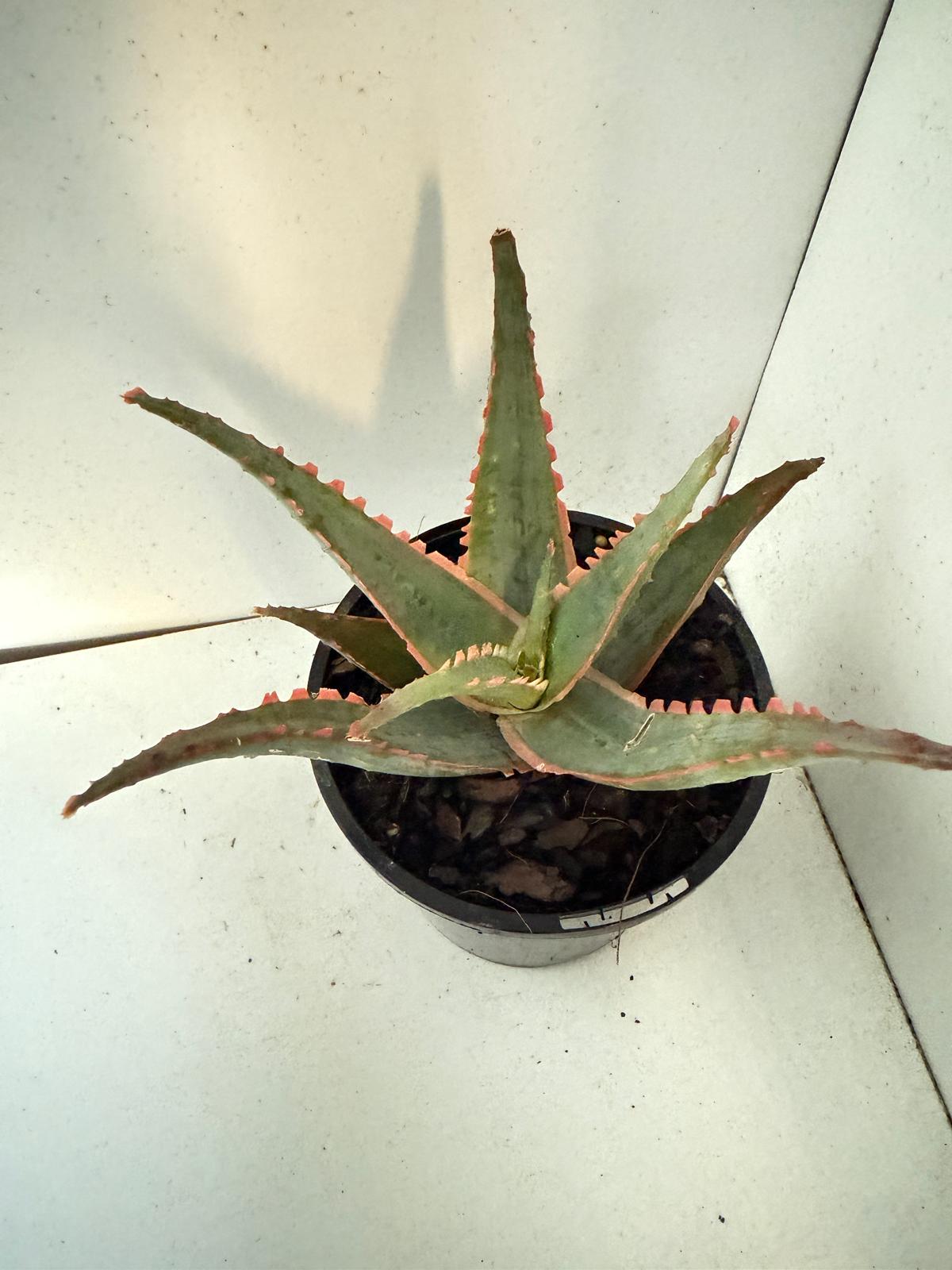 Aloe Orange Glow-130mm