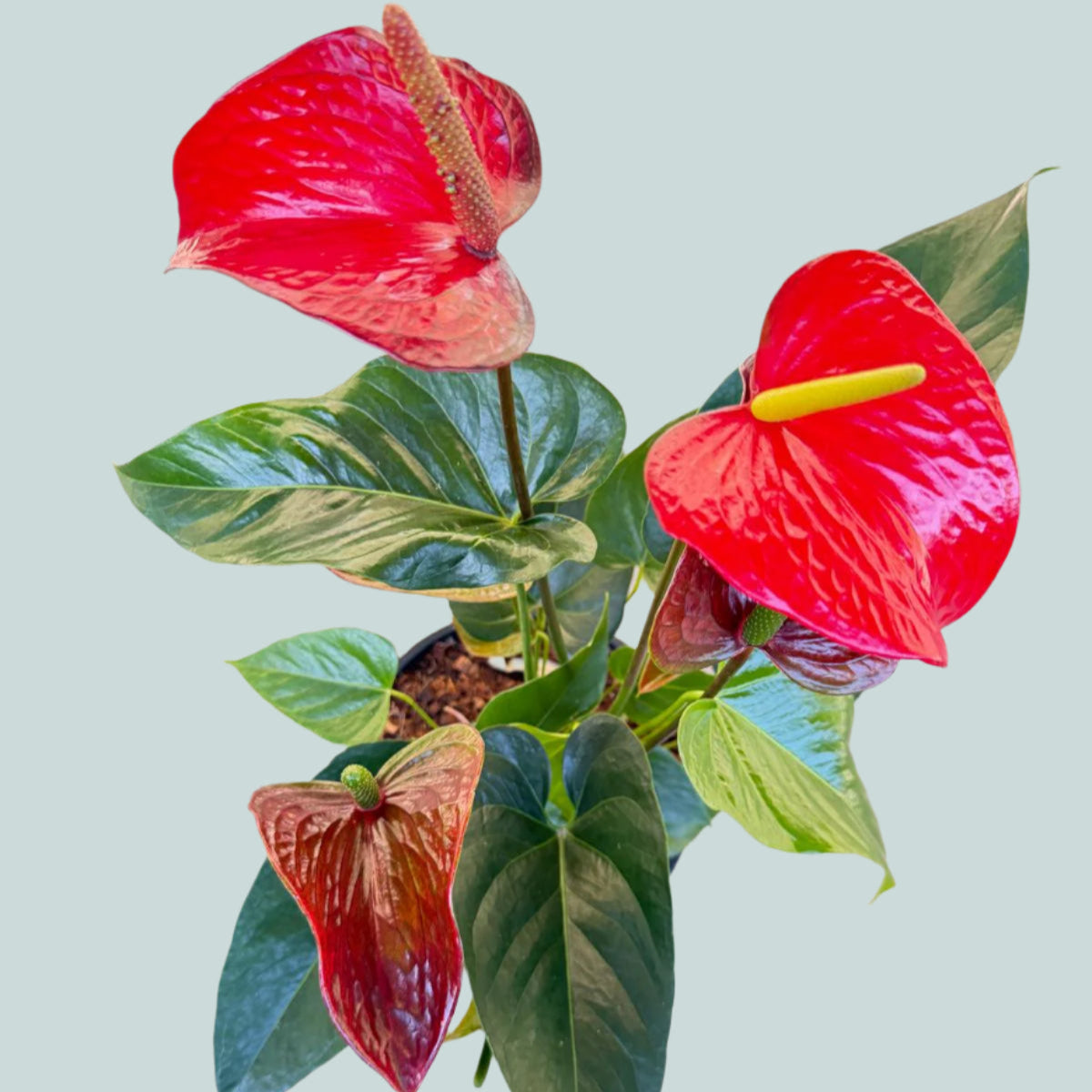 Redbull Anthurium 100mm pot size plant- with pot
