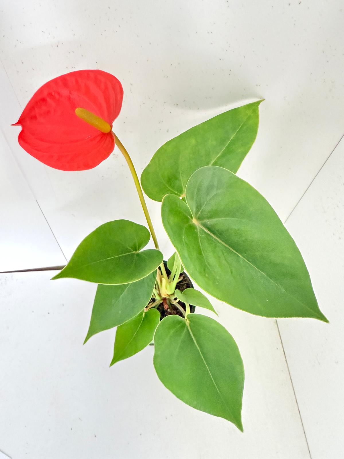 Anthurium Sienna Orange- 100mm