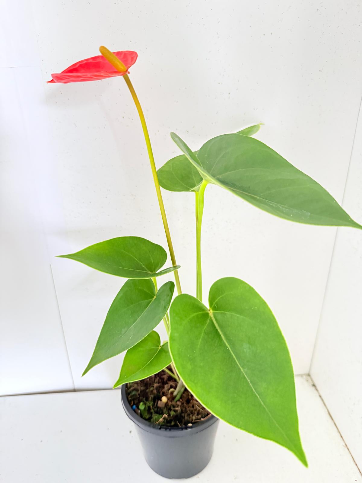 Anthurium Sienna Orange- 100mm