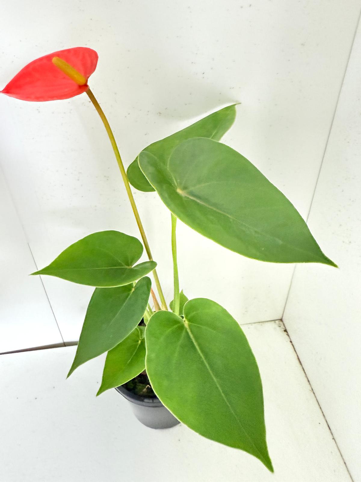 Anthurium Sienna Orange- 100mm