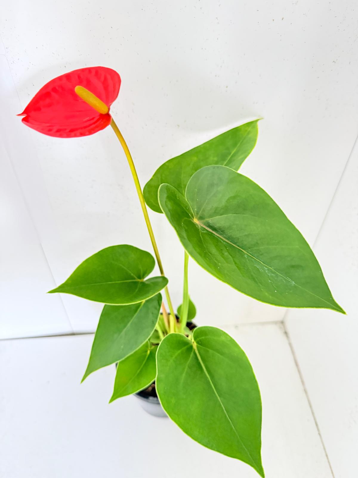 Anthurium Sienna Orange- 100mm