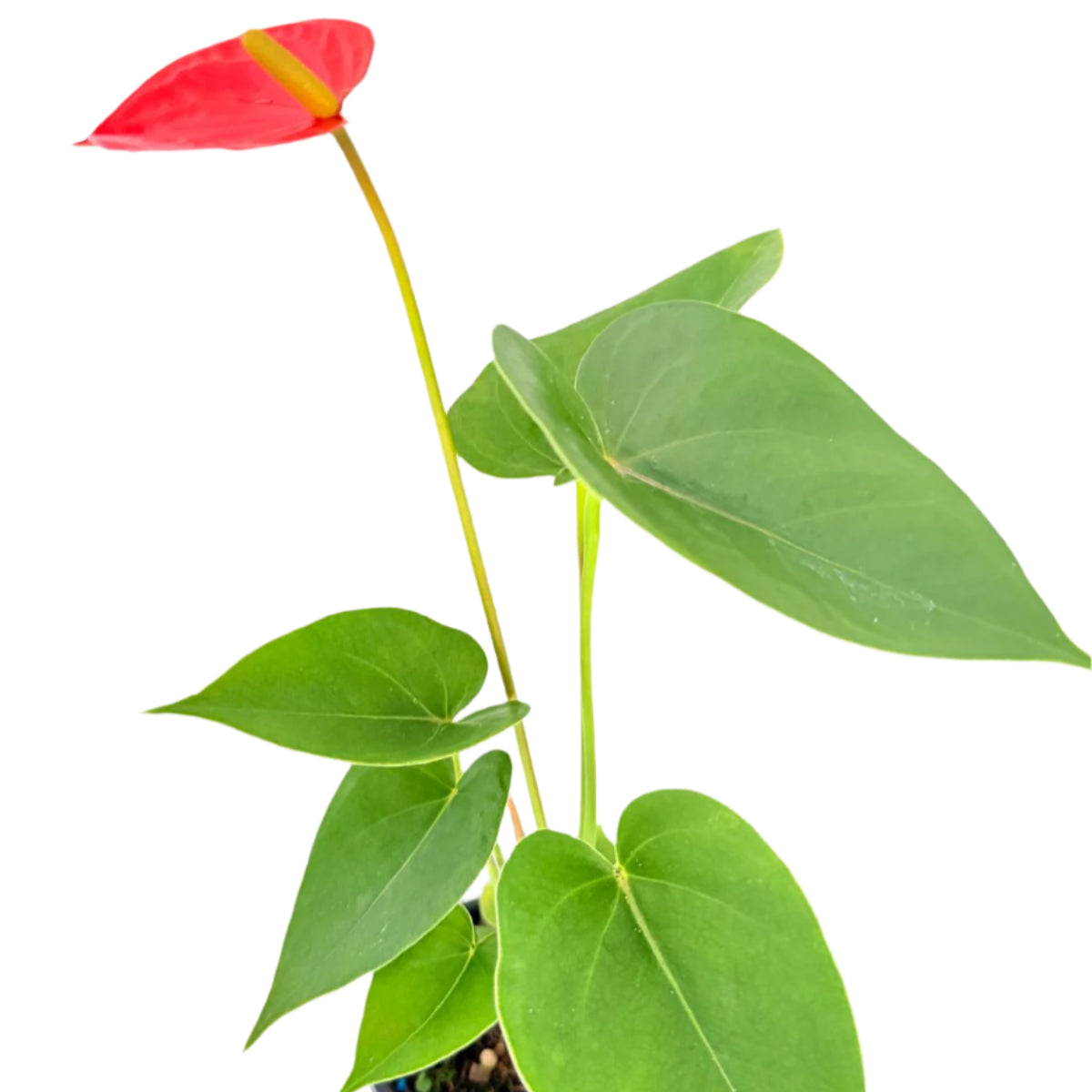 Anthurium Sienna Orange- 100mm