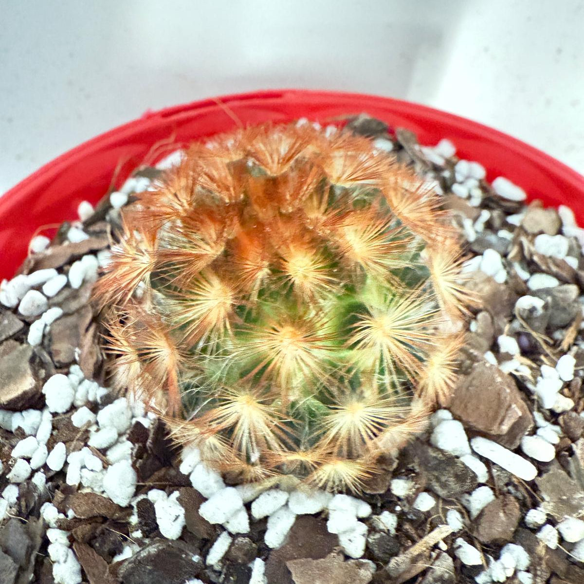 Cacti - Pincushion Cactus Mammillaria Carmenea | Live Cactus Succulents World