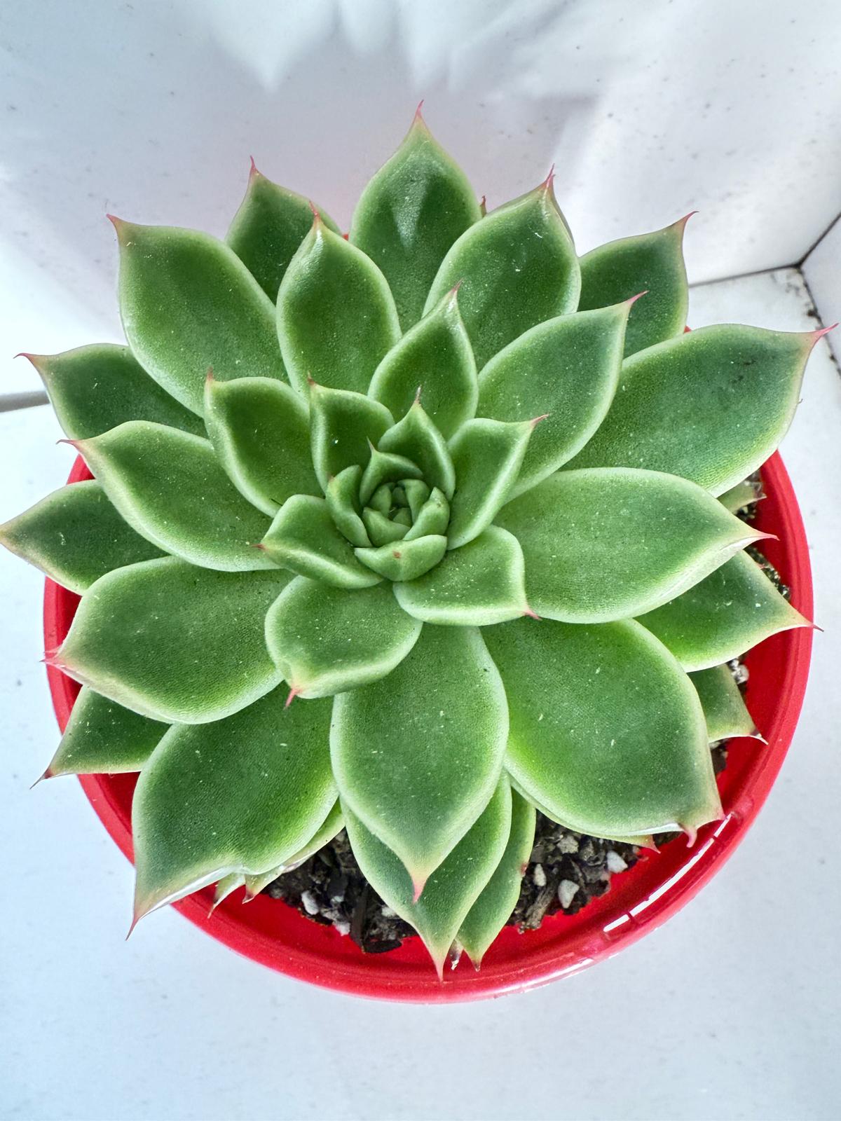 Echeveria Everly 130mm