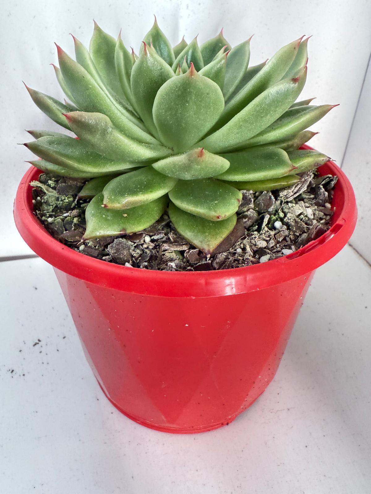 Echeveria Everly 130mm