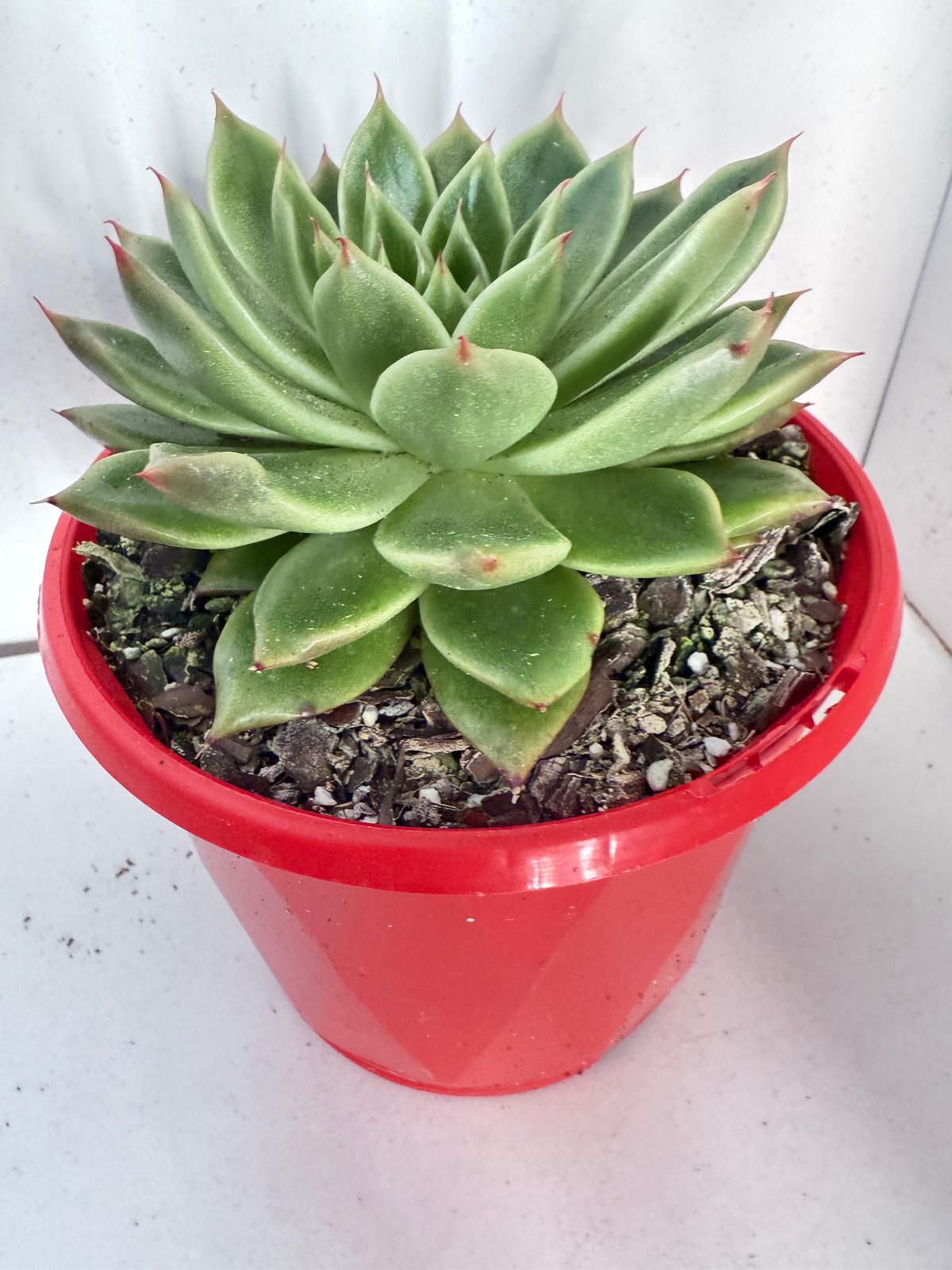 Echeveria Everly 130mm