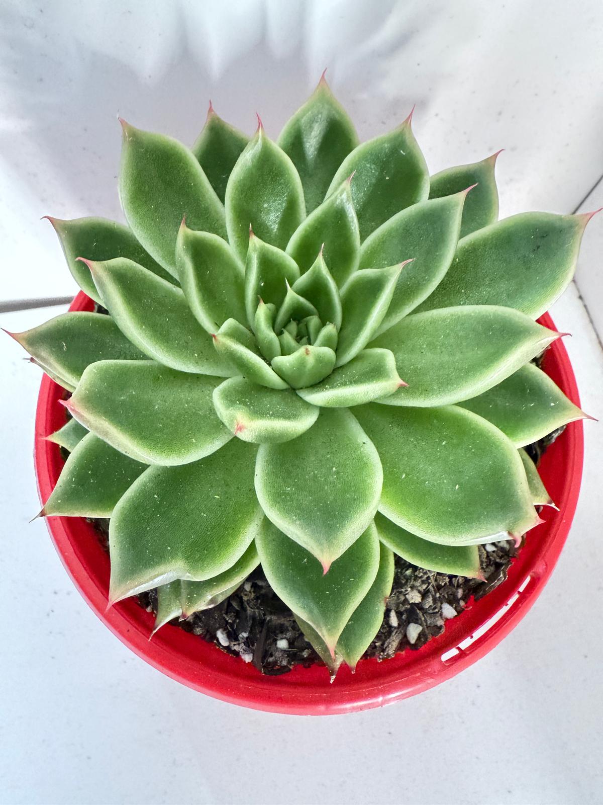 Echeveria Everly 130mm