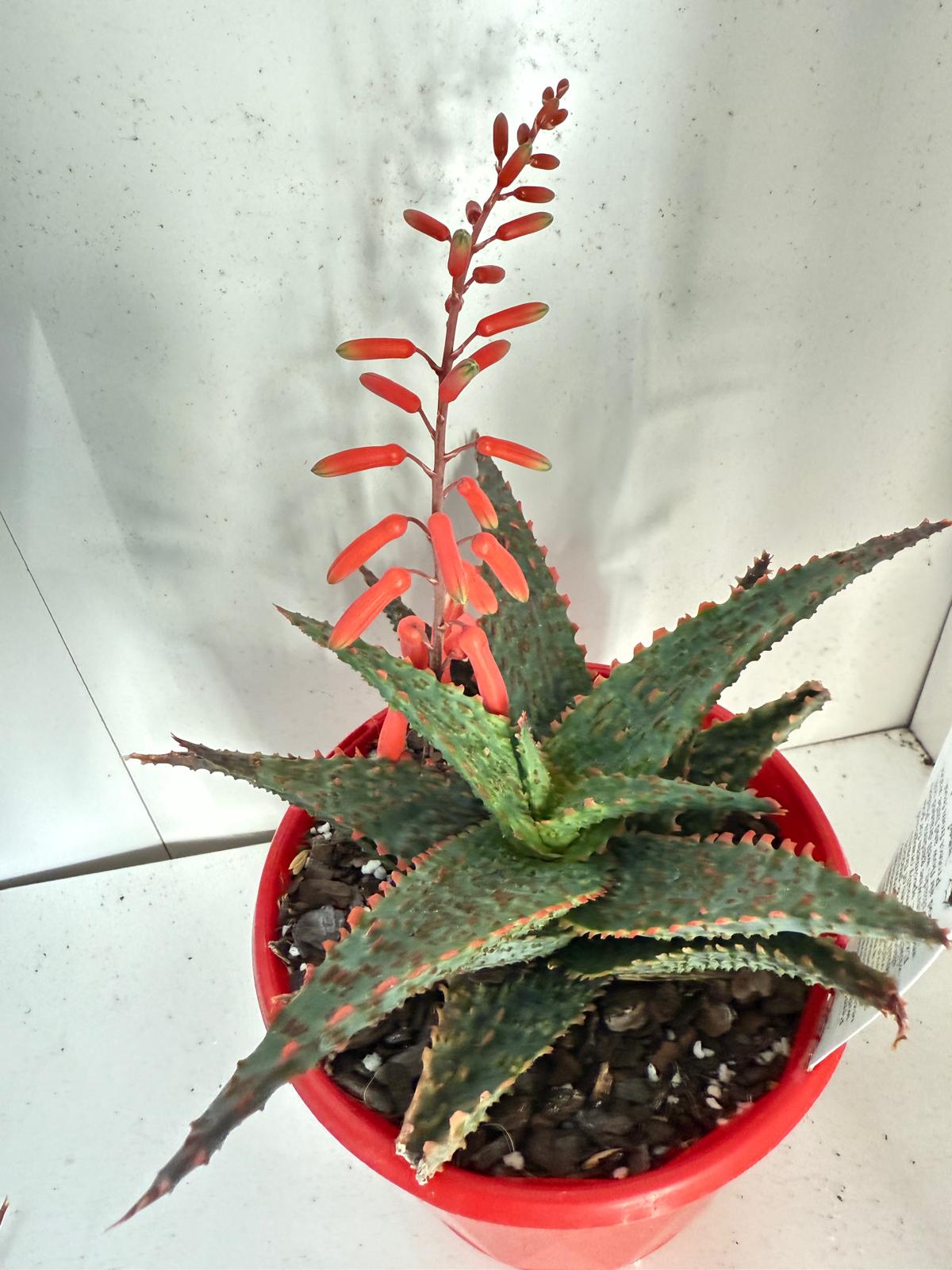 Aloe Viper 130mm