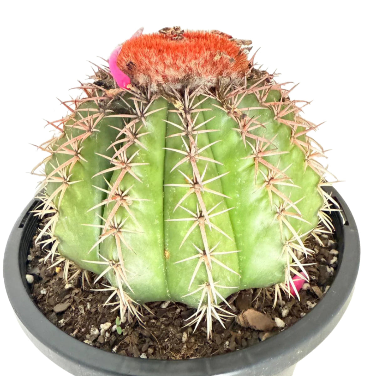 Cacti - Melocactus Salvadoransis Turk's Cap- Advanced Plant - 7 Years Old