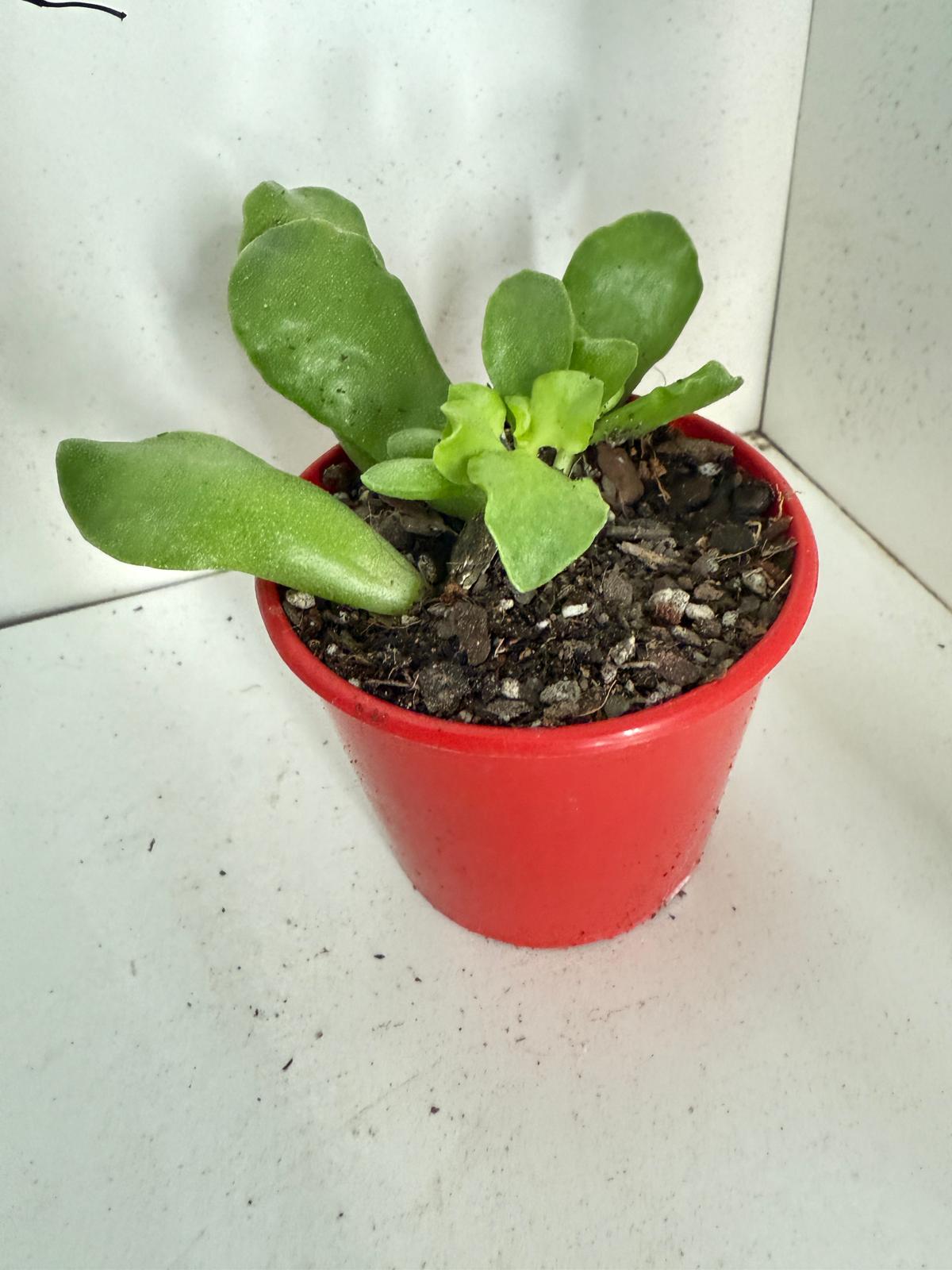 Adromischus cristatus 80mm