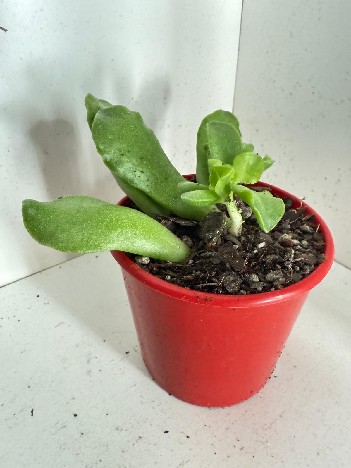 Adromischus cristatus 80mm