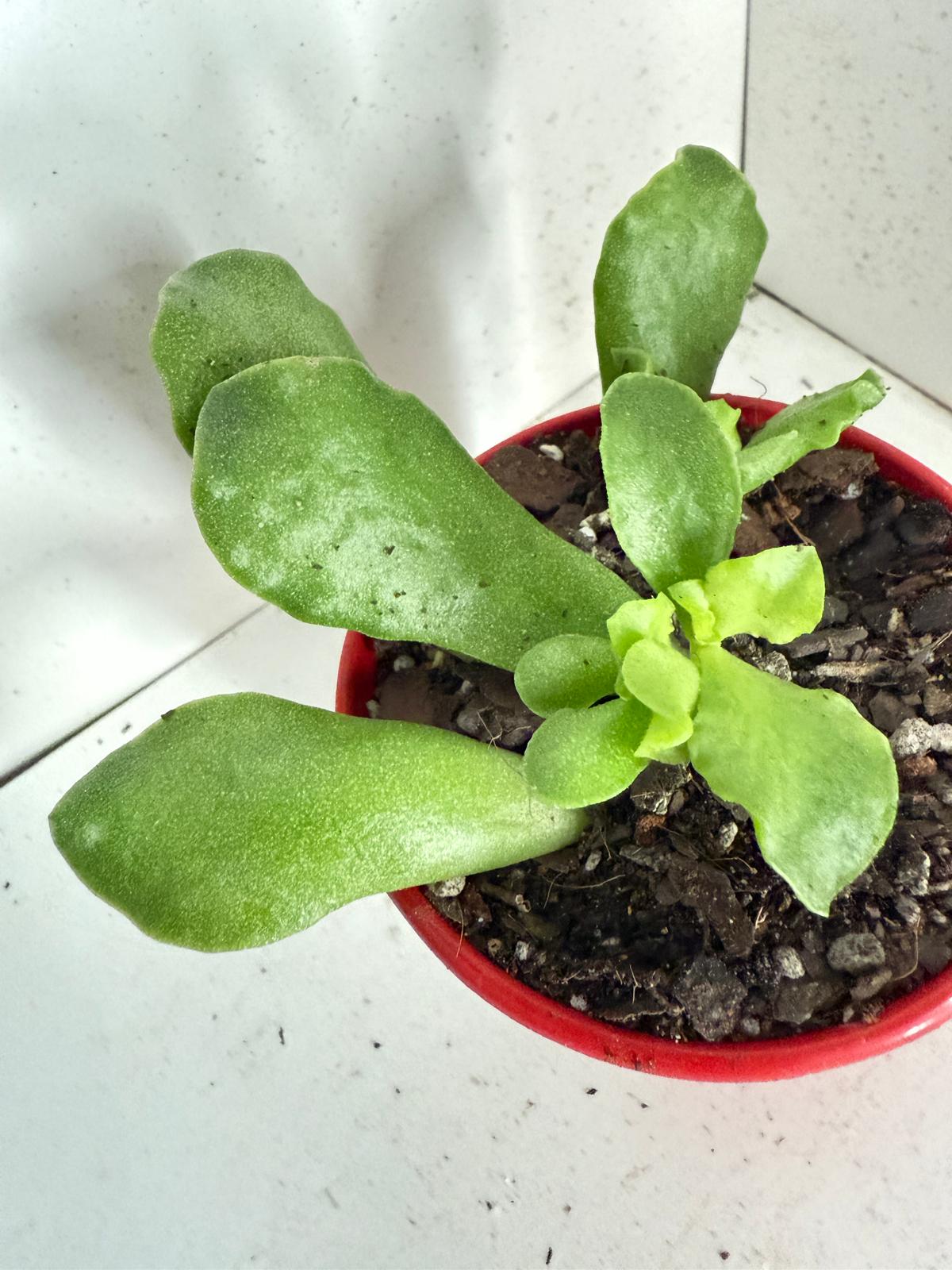 Adromischus cristatus 80mm