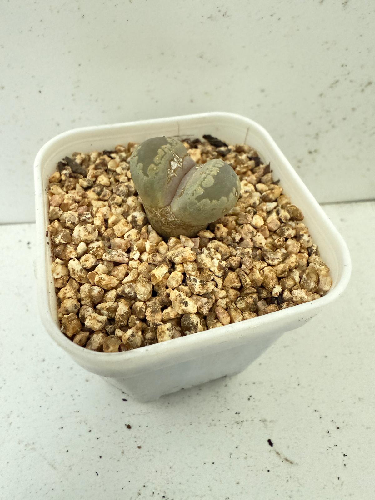 Lithop Otzeniana 60mm - With pot