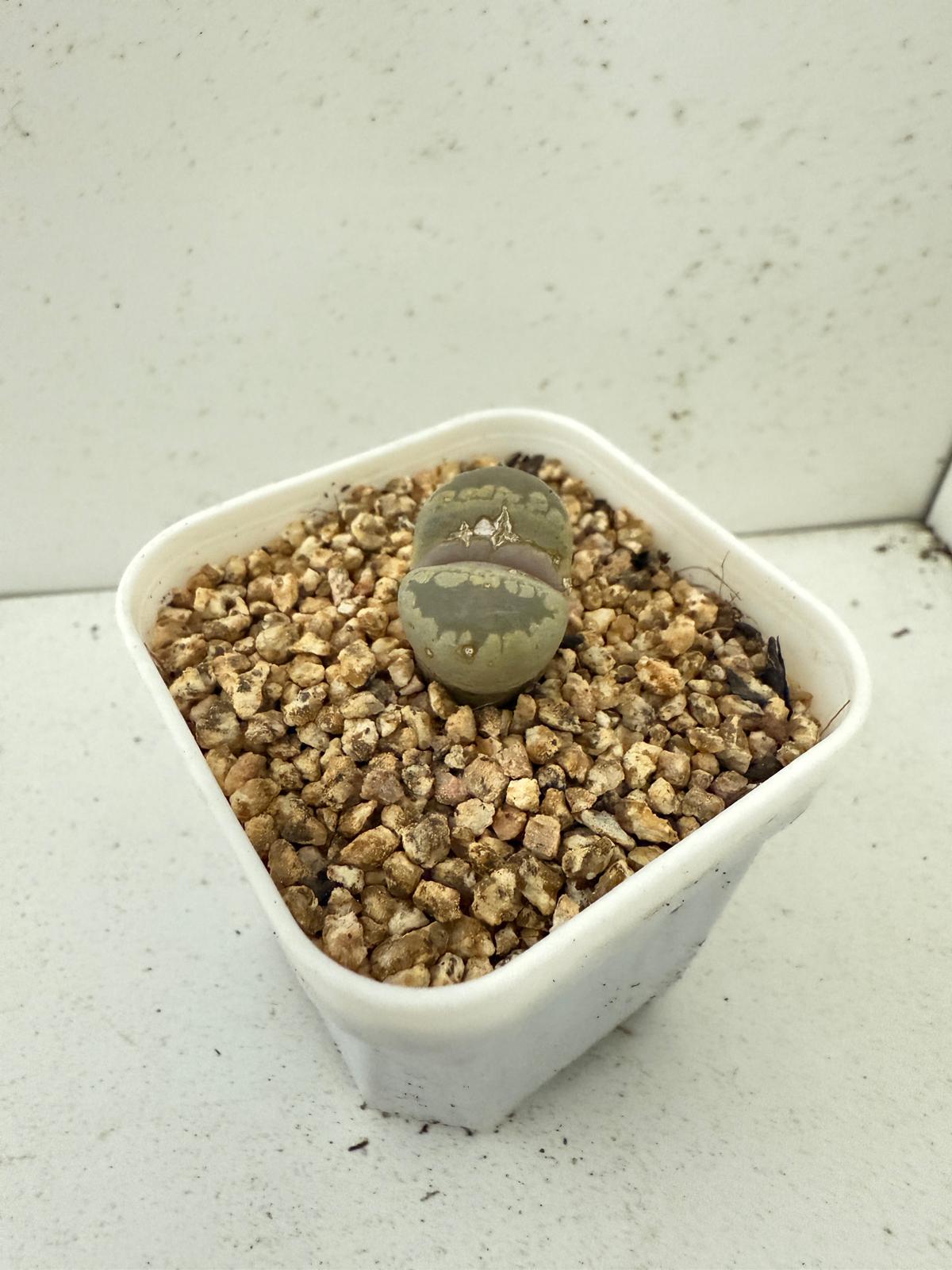 Lithop Otzeniana 60mm - With pot