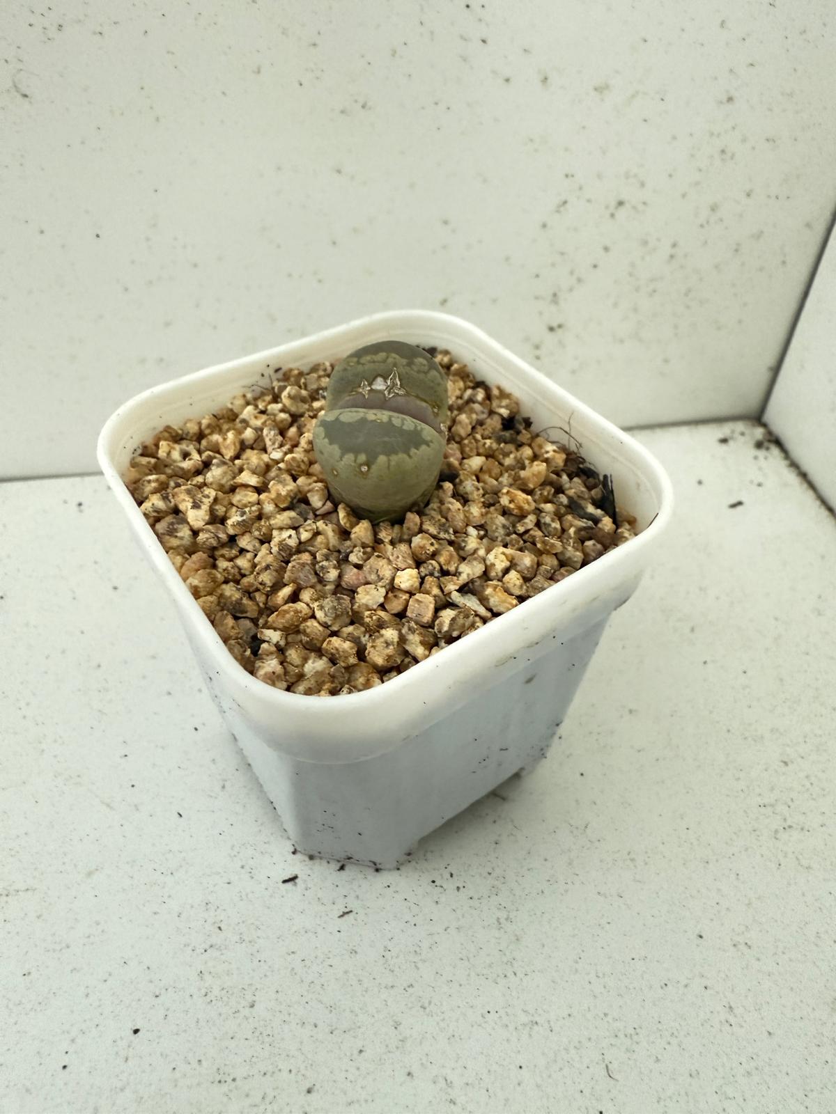 Lithop Otzeniana 60mm - With pot
