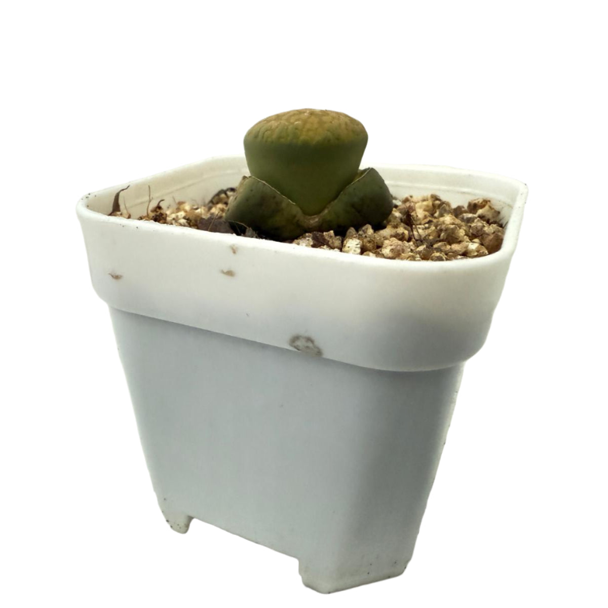 Lithop Aucampiae 60mm - With pot