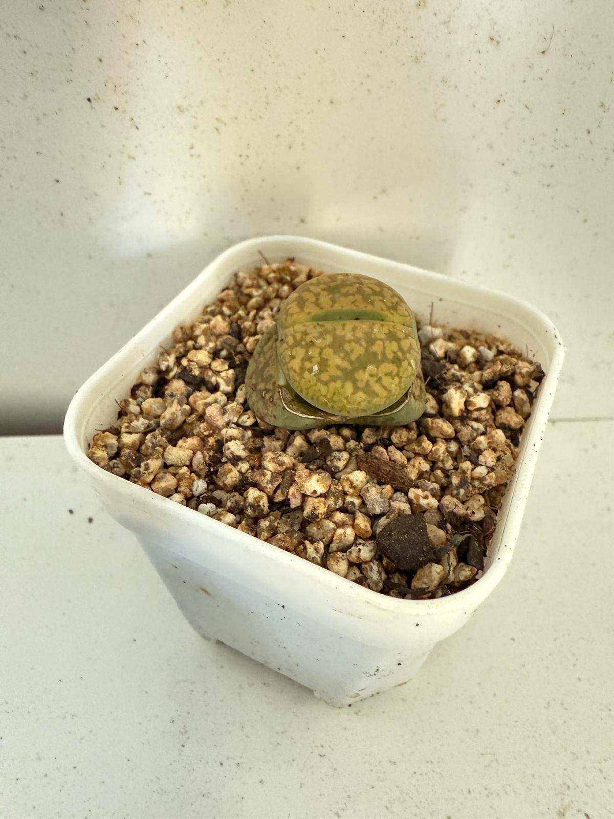 Lithop Aucampiae 60mm - With pot