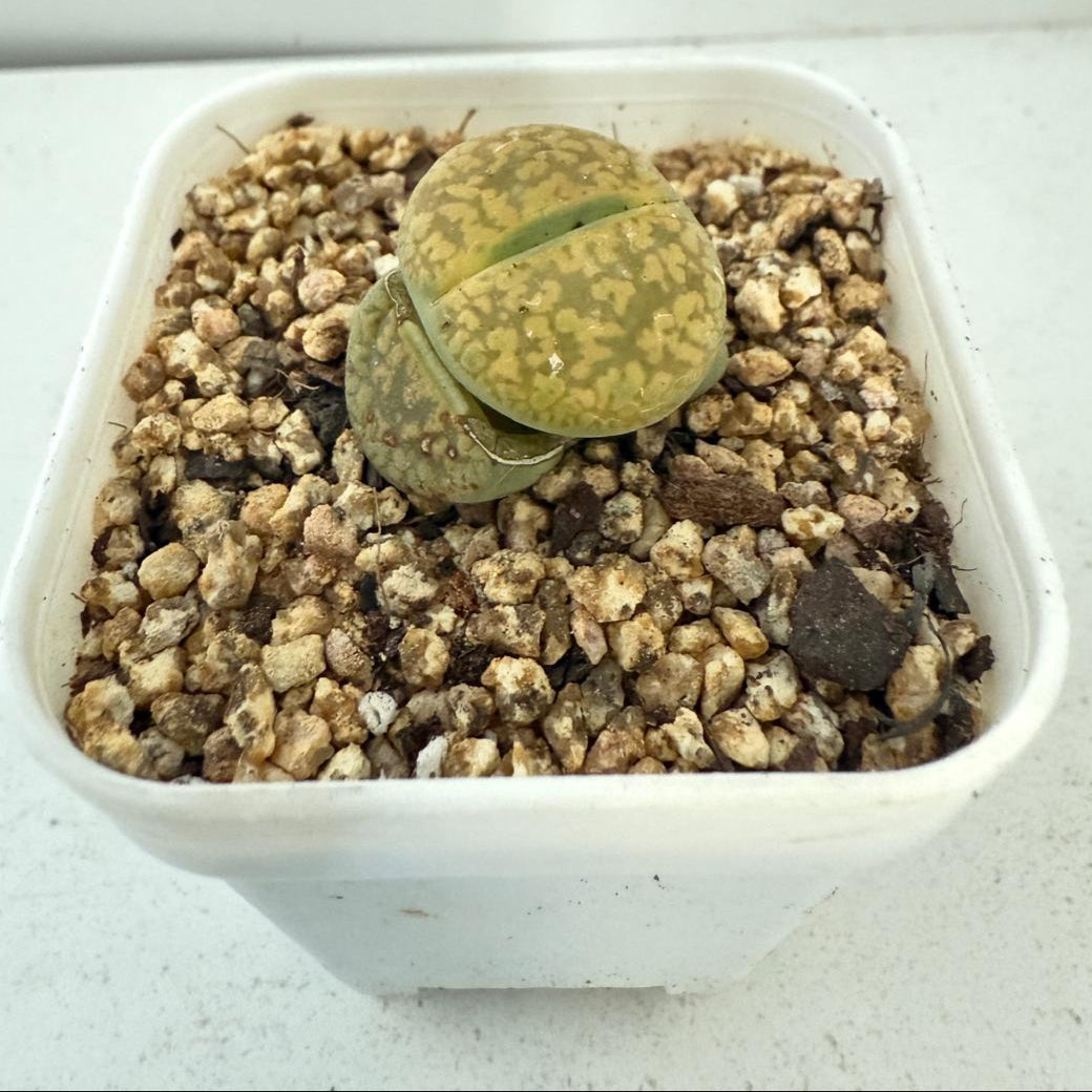 Lithop Aucampiae 60mm - With pot