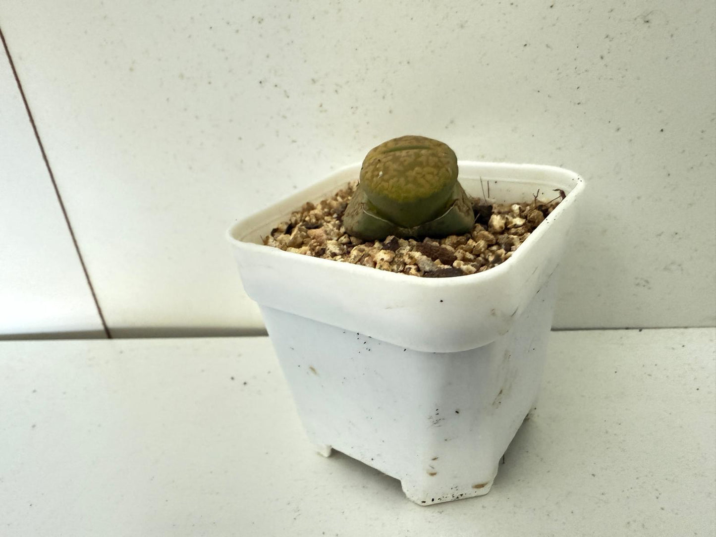 Lithop Aucampiae 60mm - With pot