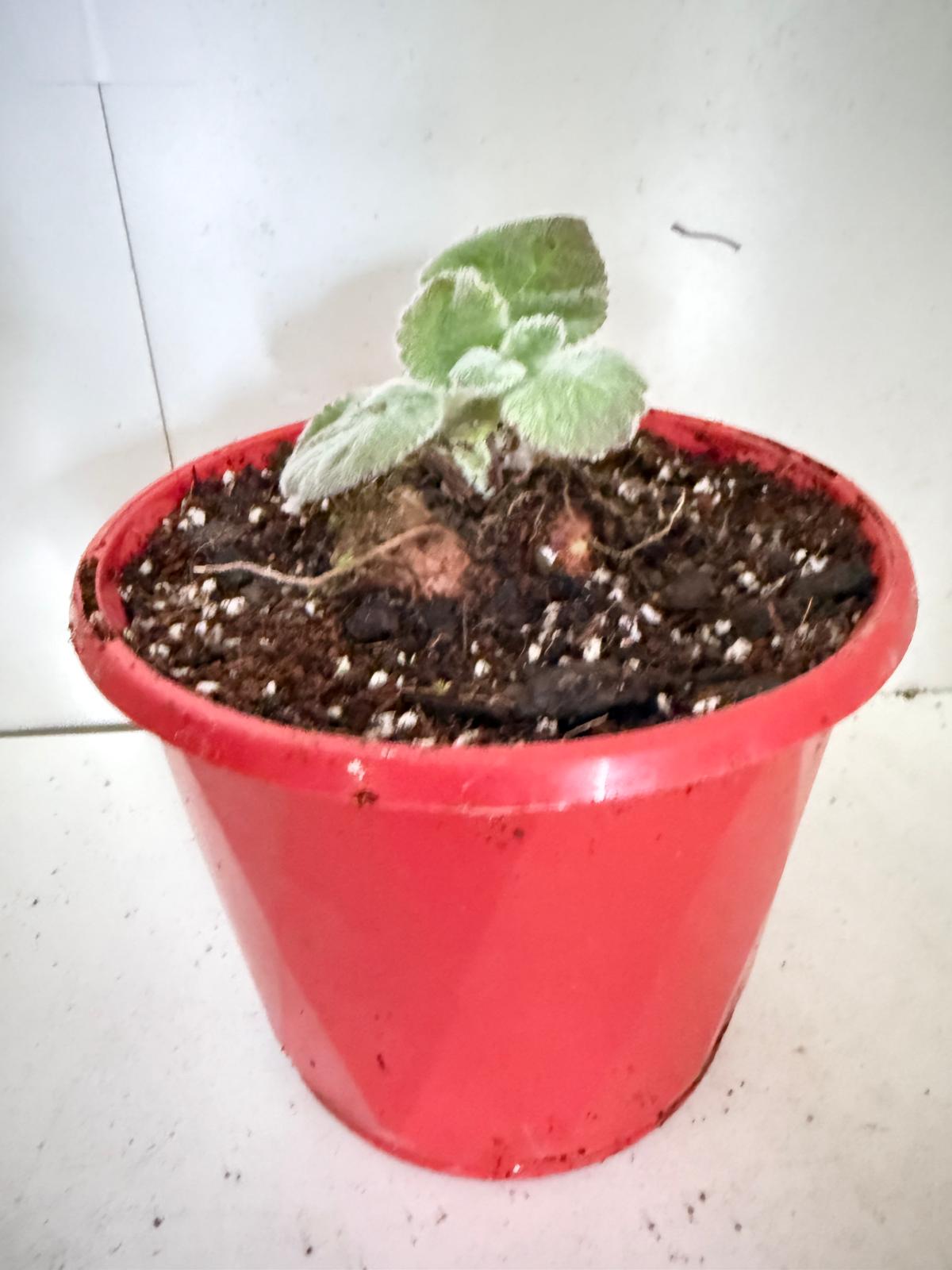 Brazilian Edelweiss