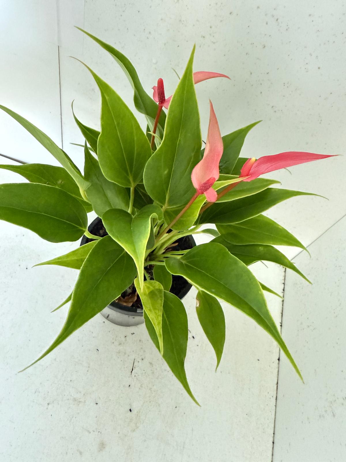Anthurium pink and Lilly - 100mm pot size with pot