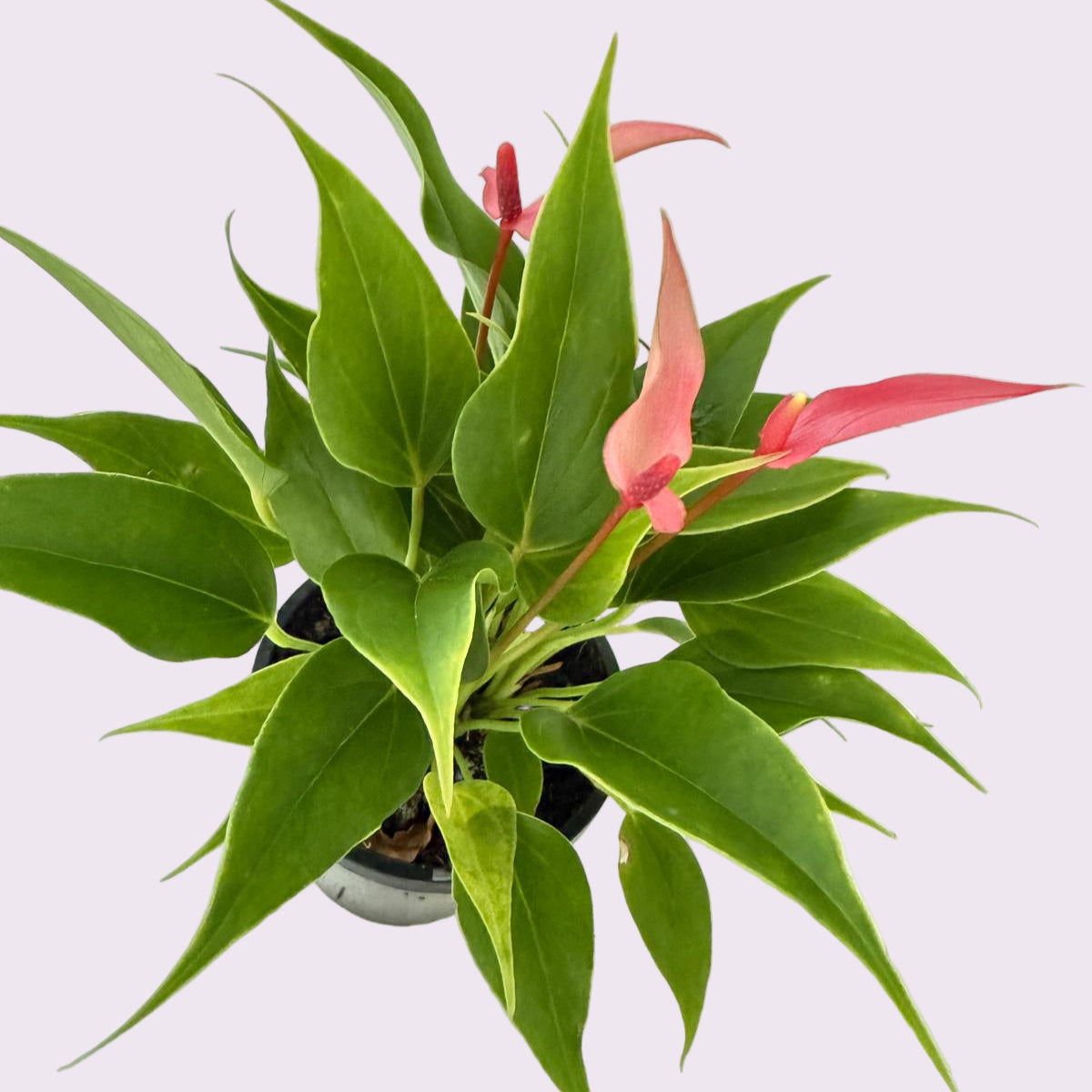 Anthurium pink and Lilly - 100mm pot size with pot