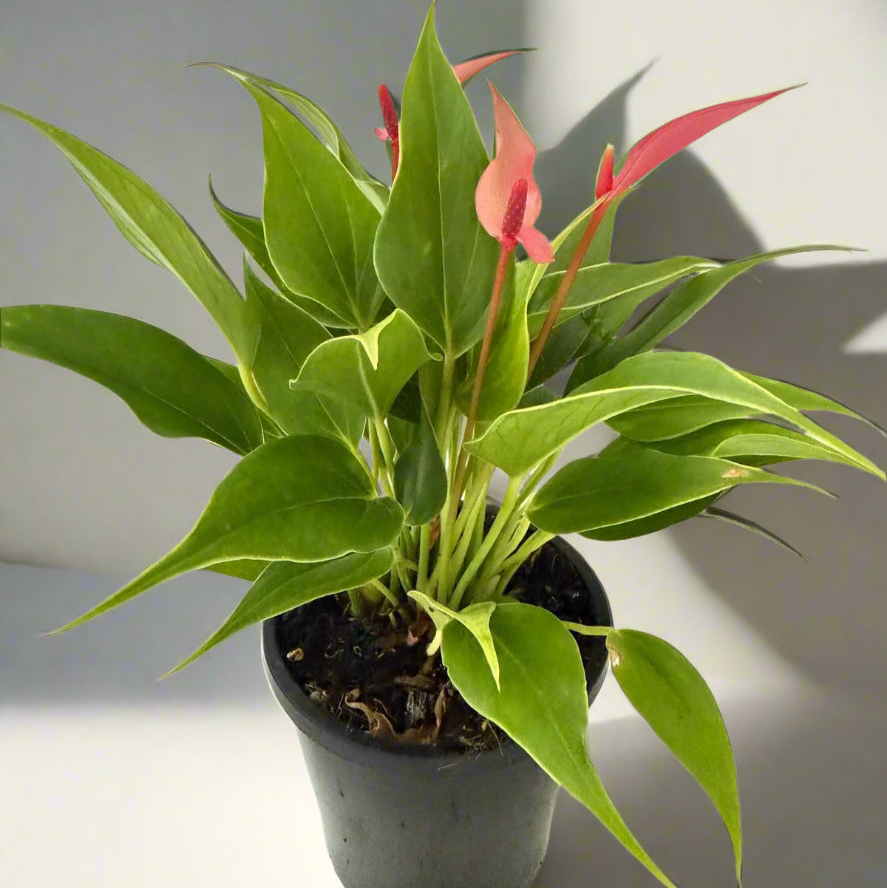 Anthurium pink and Lilly - 100mm pot size with pot