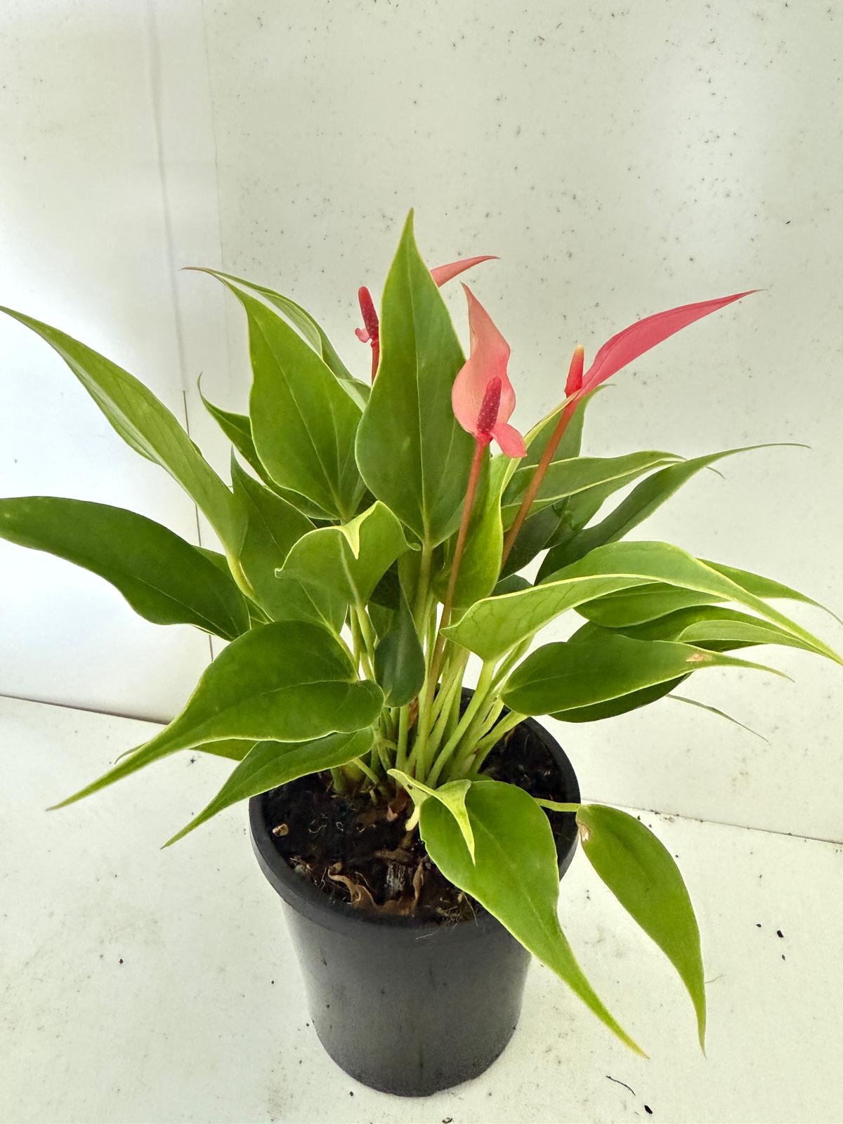 Anthurium pink and Lilly - 100mm pot size with pot