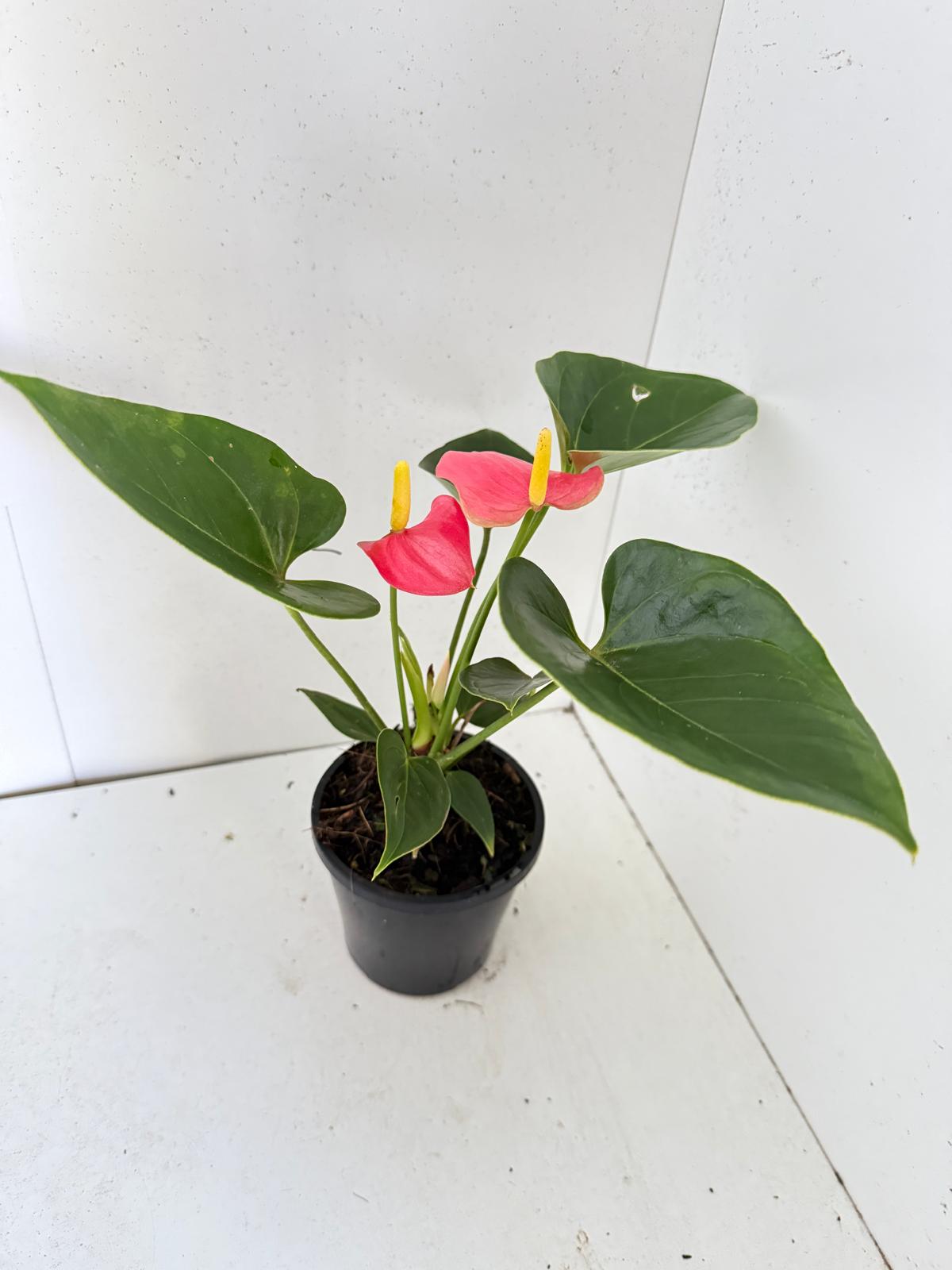 Anthurium Amanthi - 100mm pot size